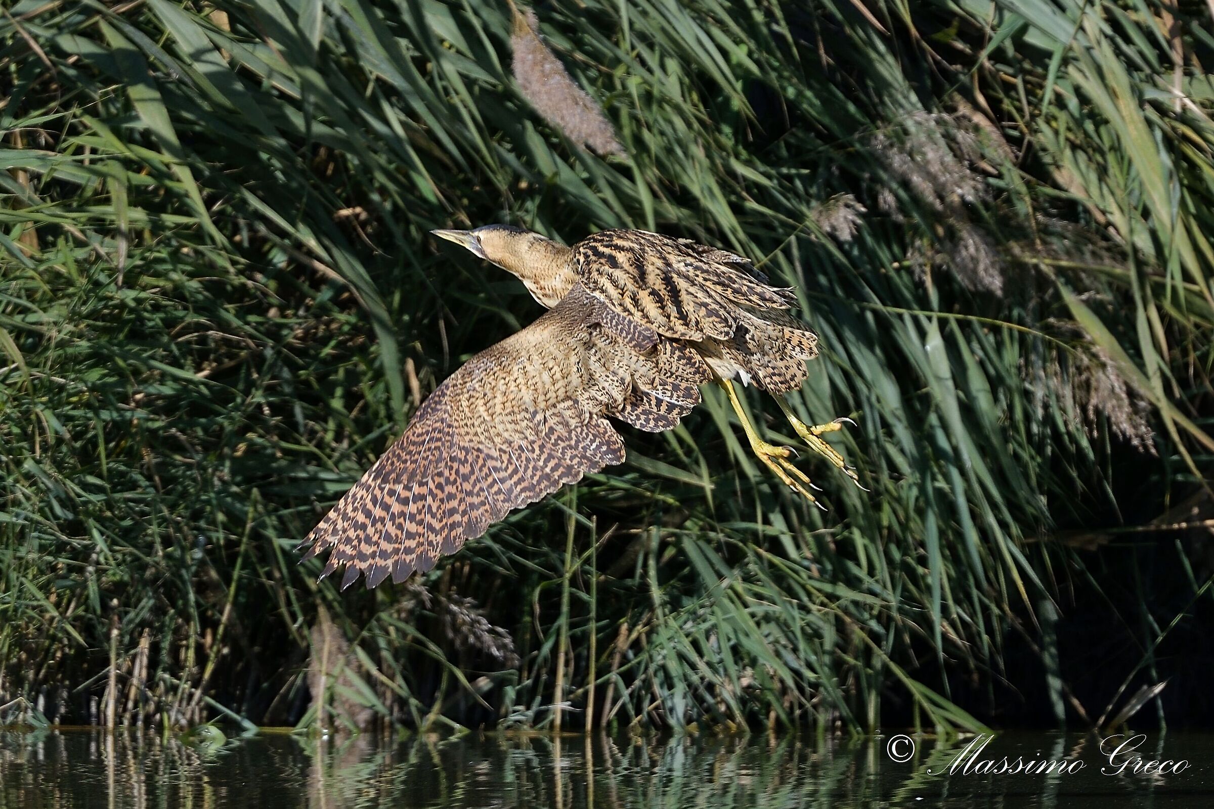 Bittern