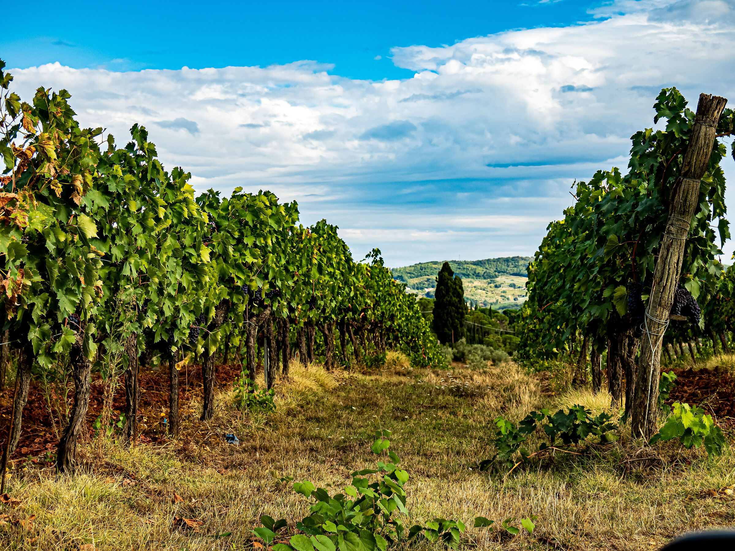 A vineyard near San Casciano