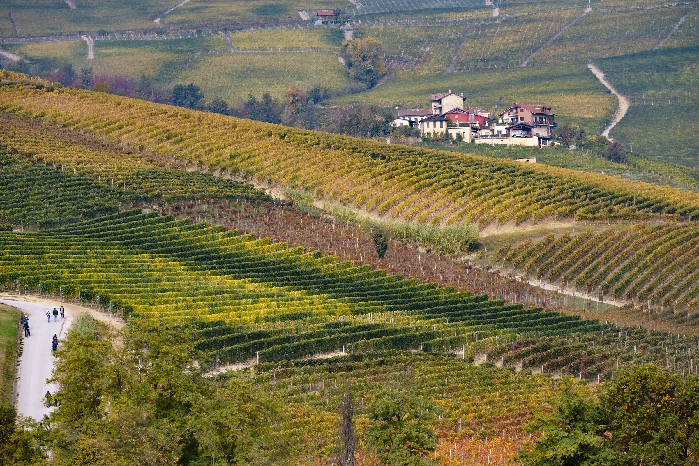 Vineyards #1