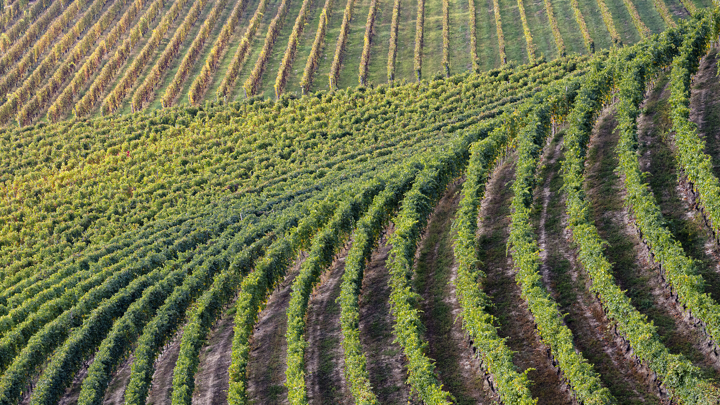 Vineyards #2