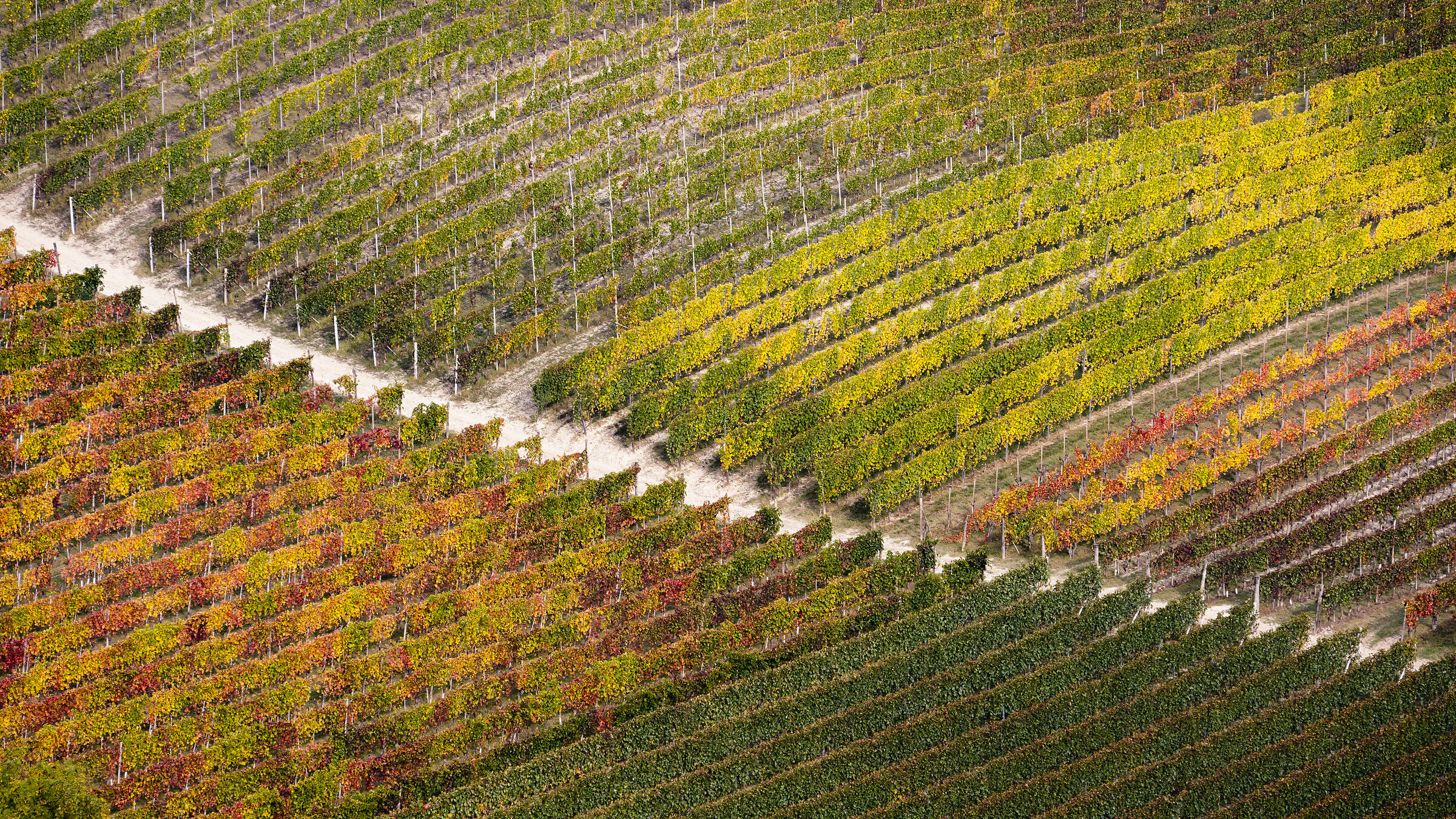 Vineyards #3