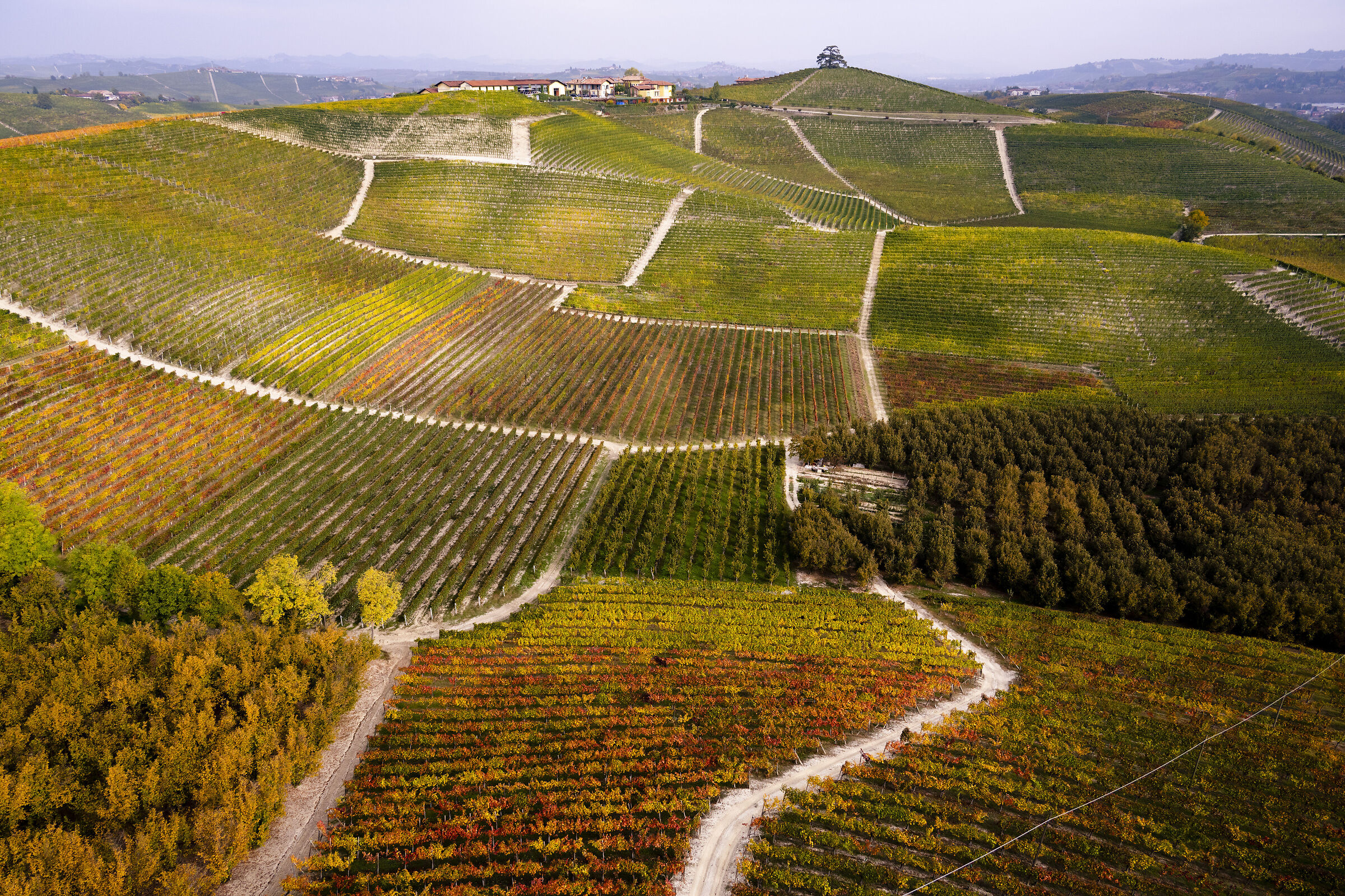 vineyards #4