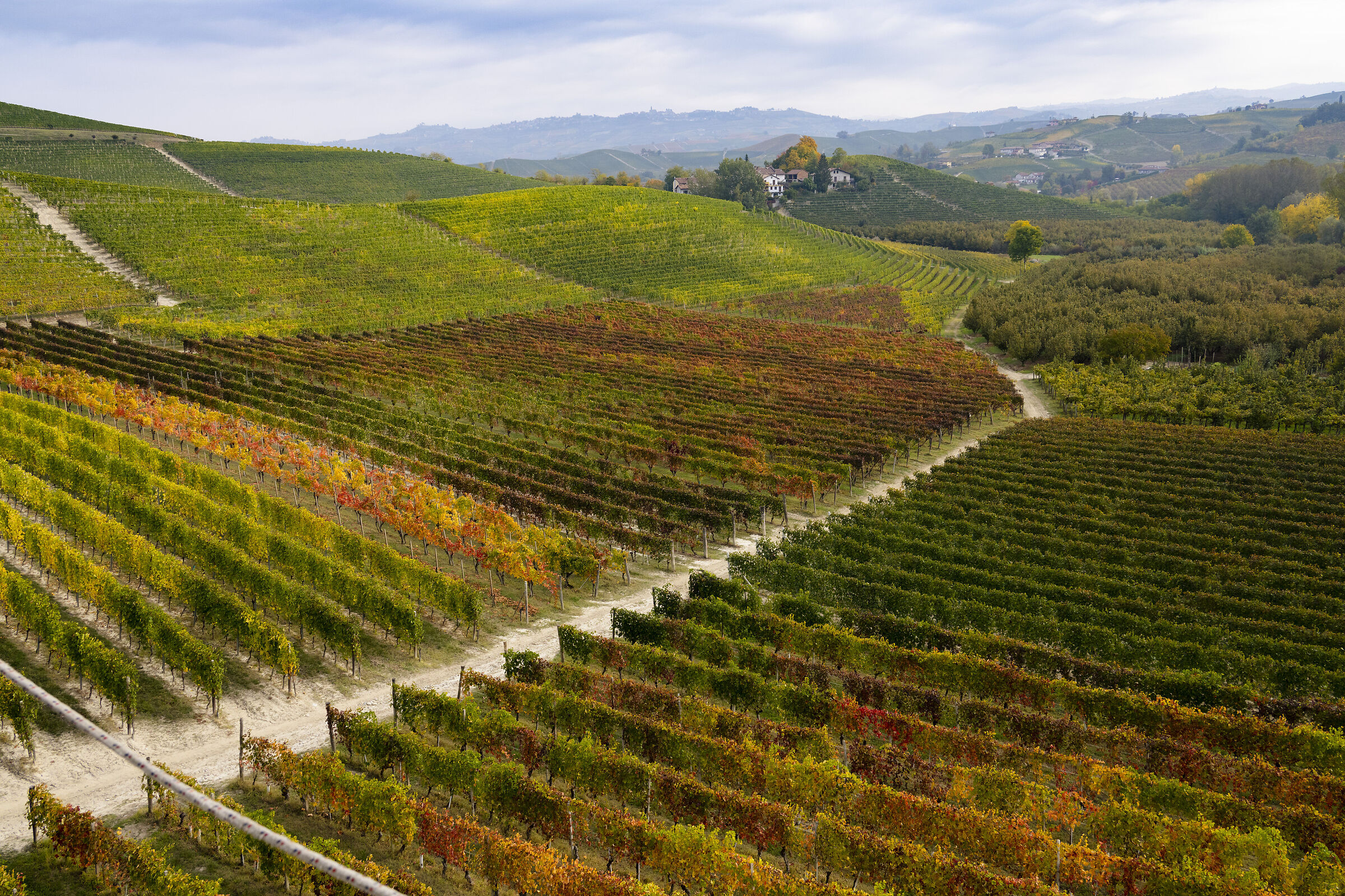 Vineyards #5