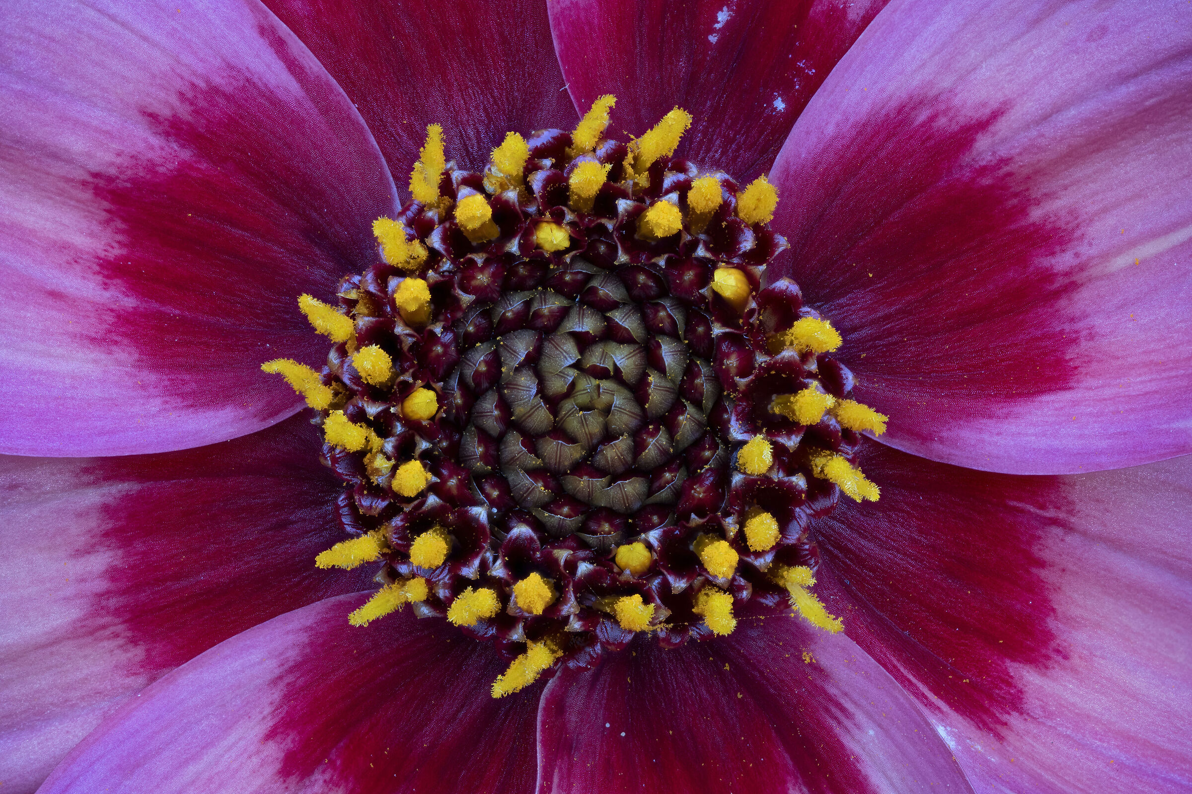 Purple on Purple
