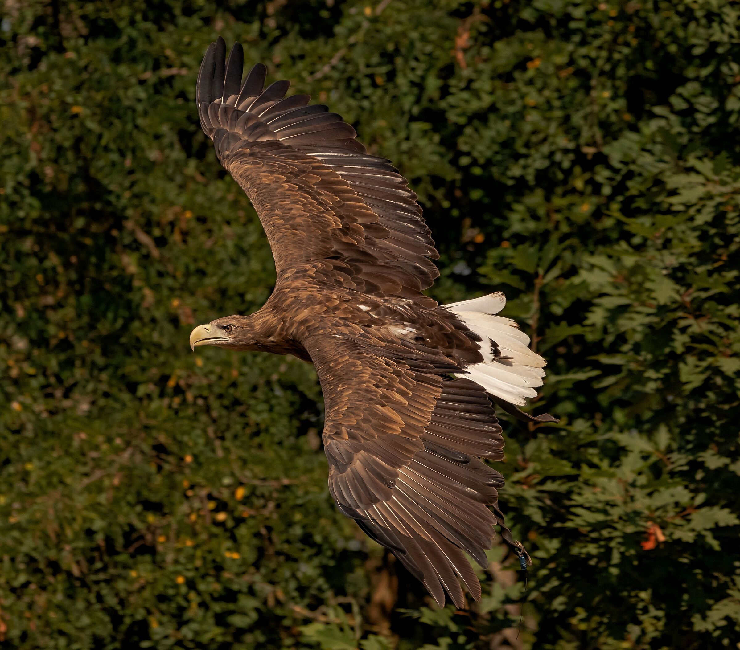 Sea eagle in flight 12/08/2021 Oasi Sant'Alessio(pv)
