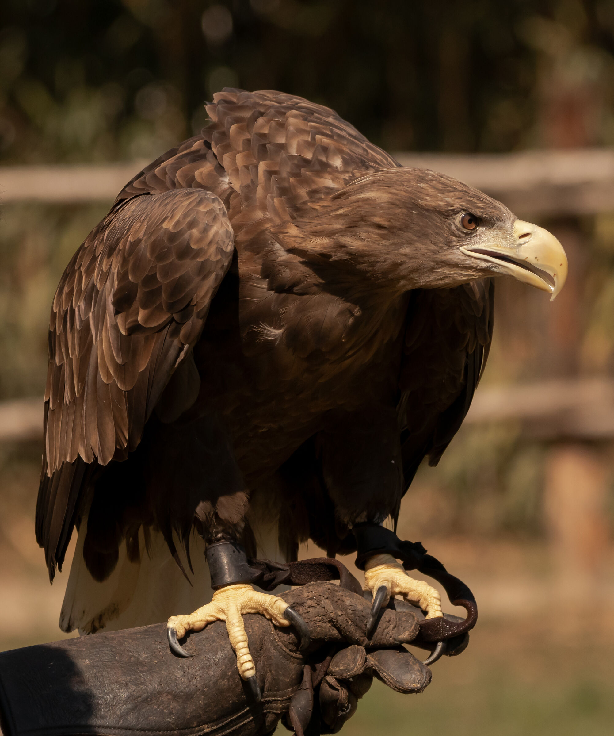 Sea eagle in stop 12/08/2021Oasi Sant'Alessio(pv)