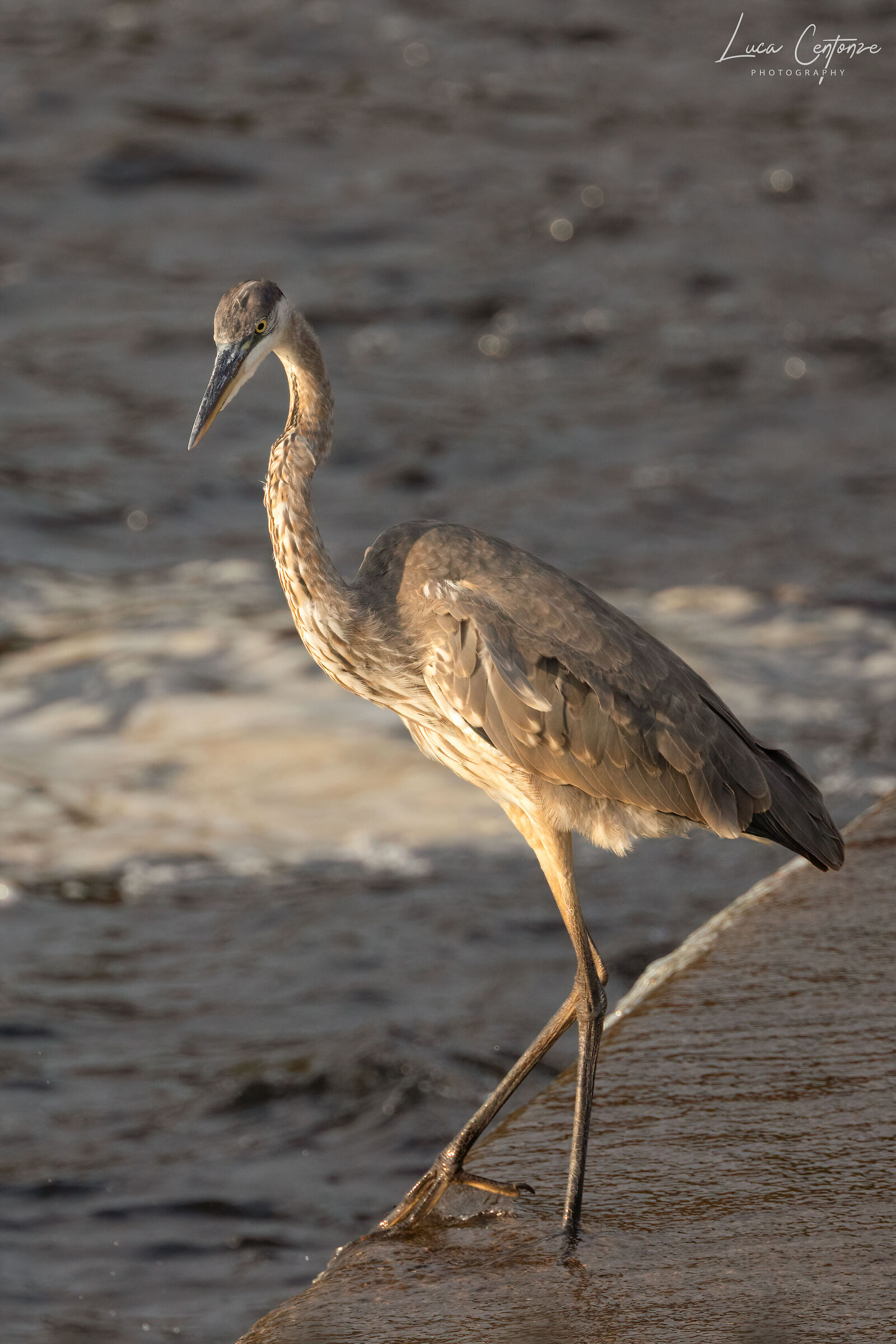 Great Blue Heron (Ardea herodias)