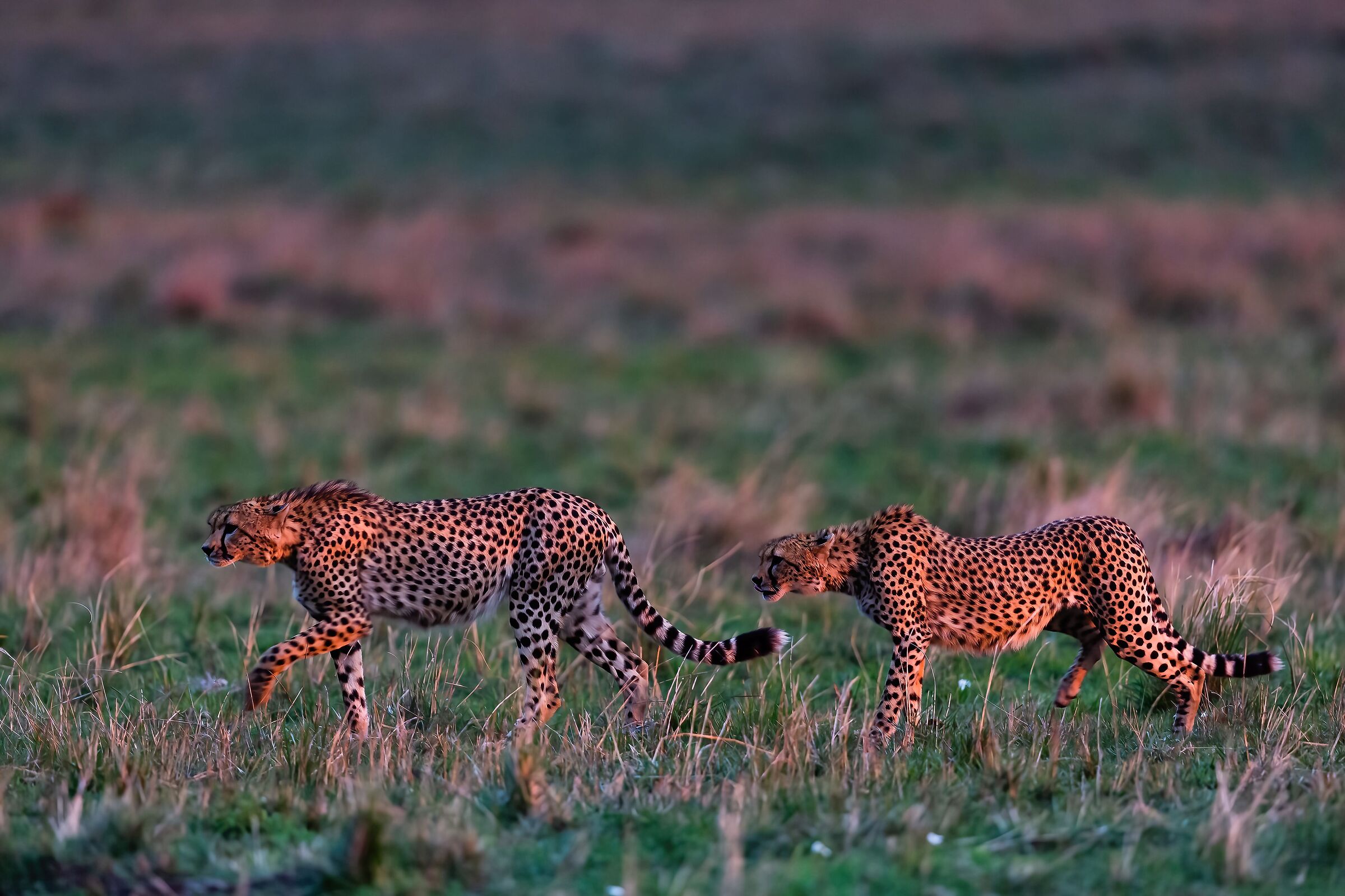 Cheetahs on the hunt