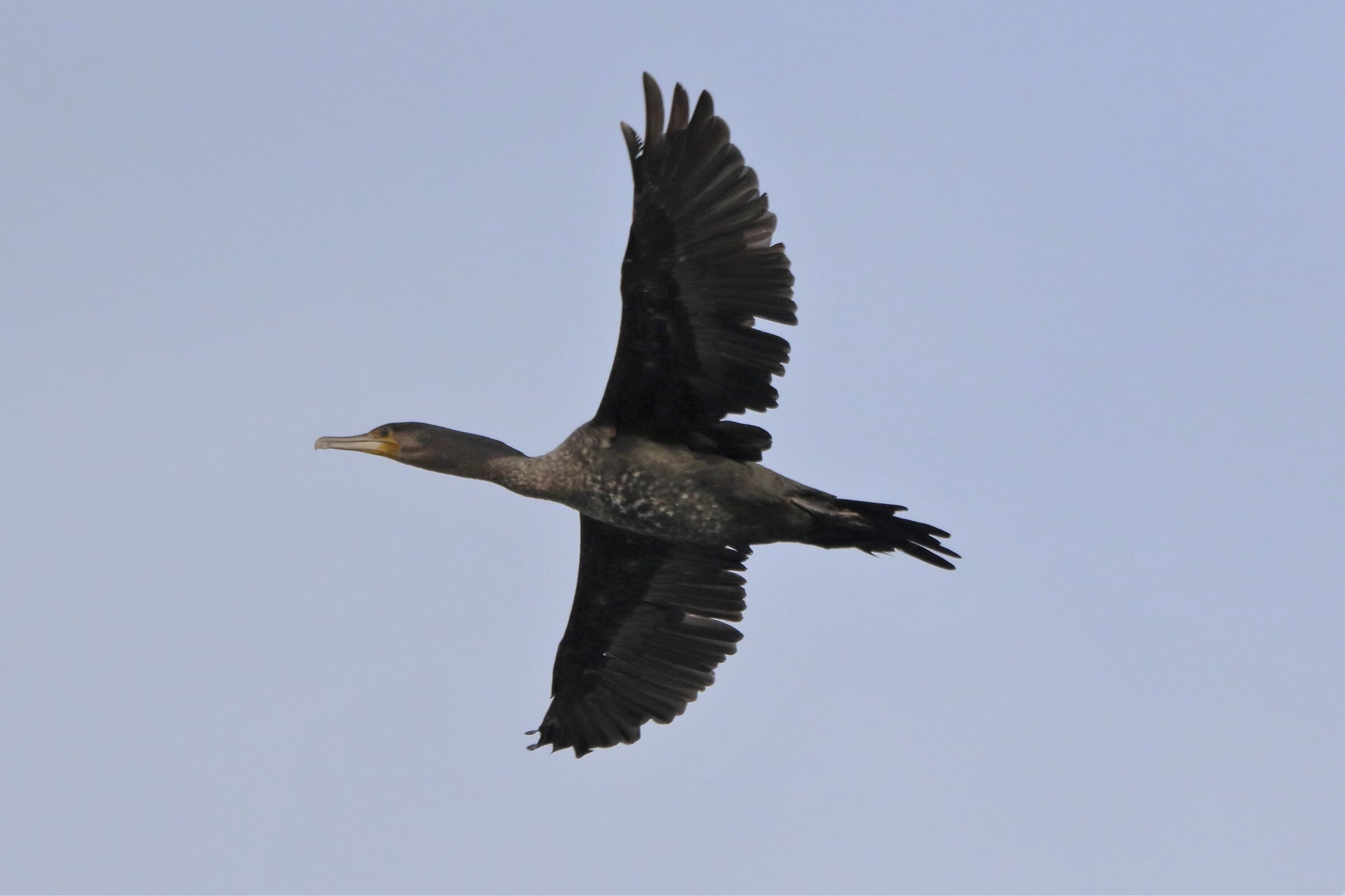 cormorant