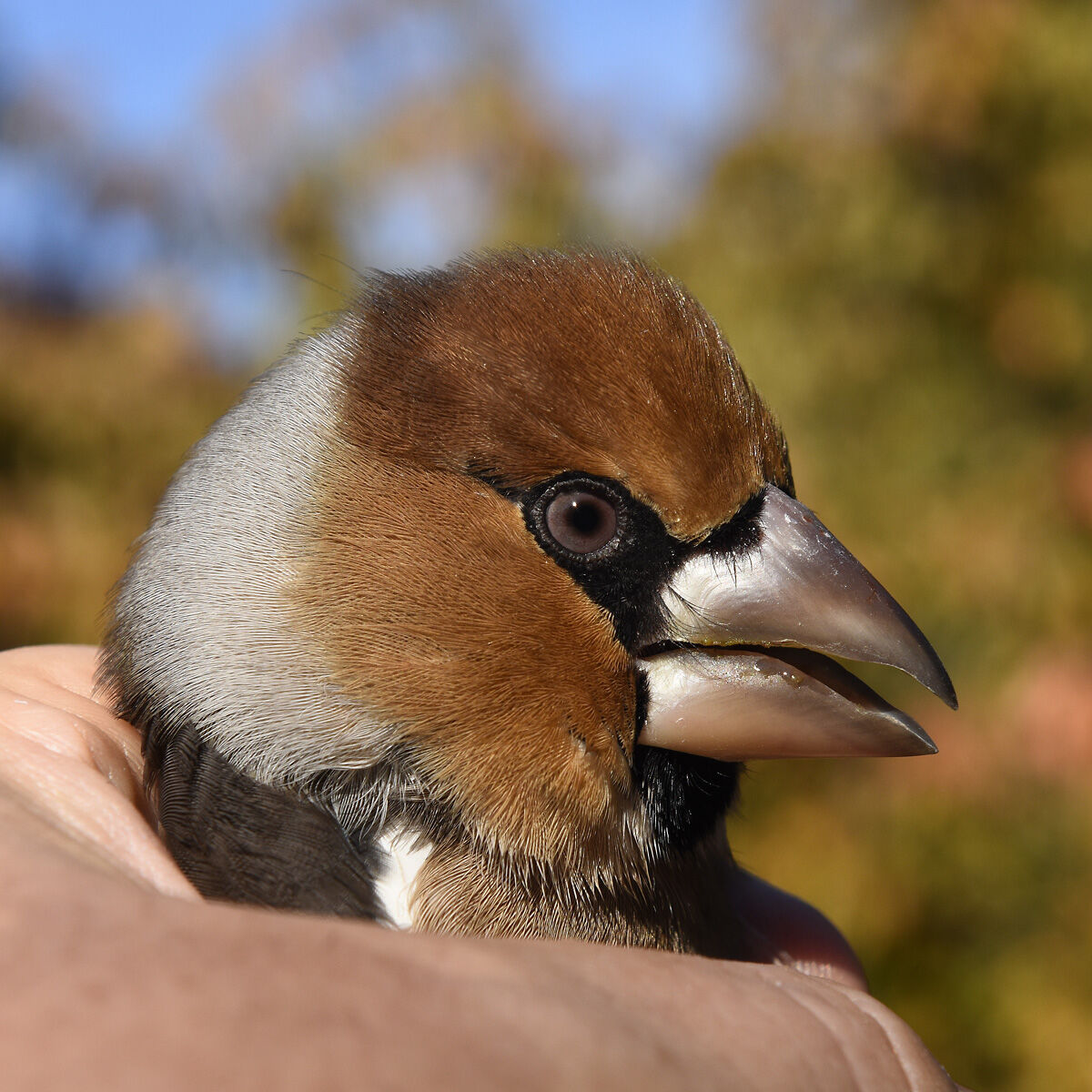 Hawfinch