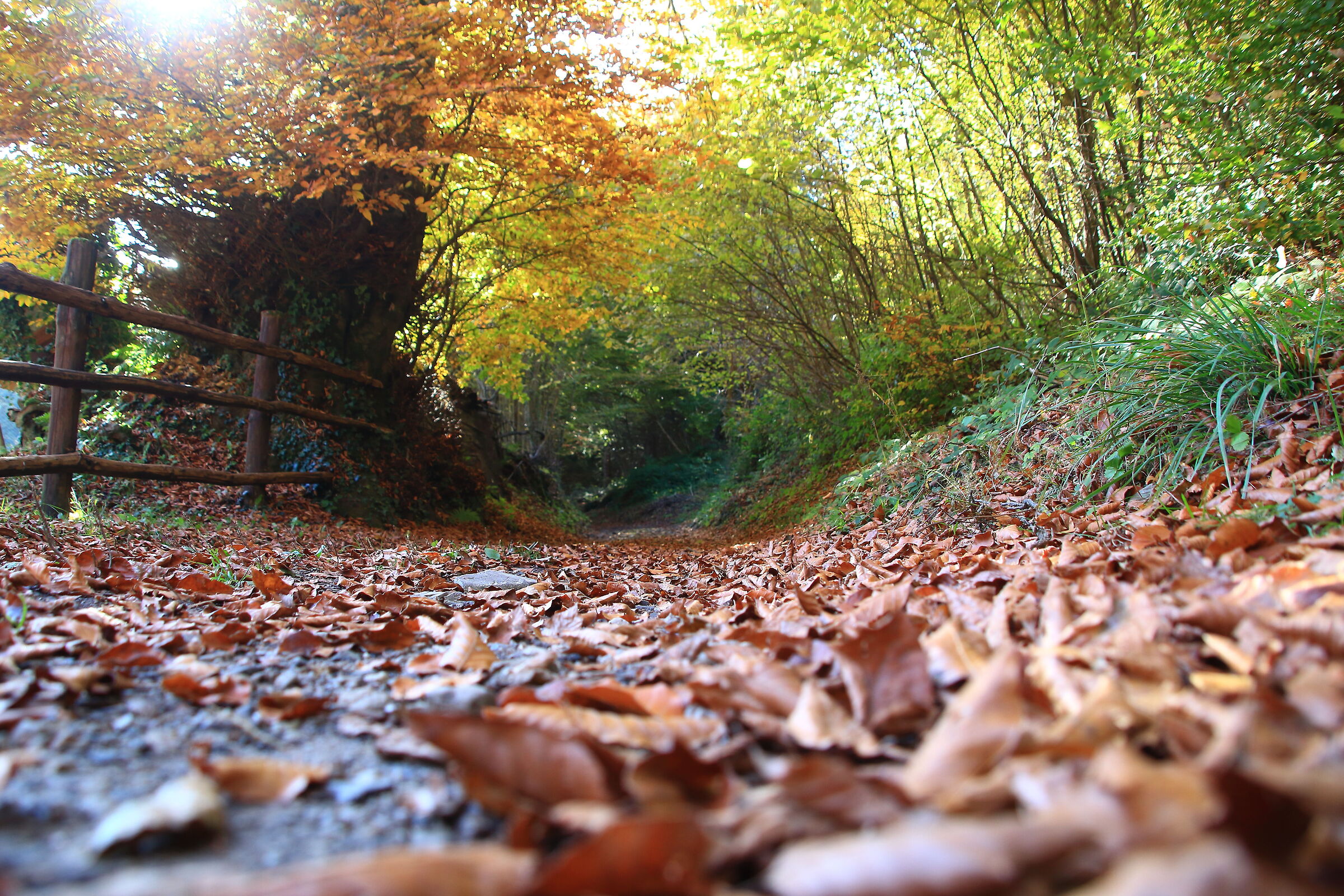 Foliage in controluce