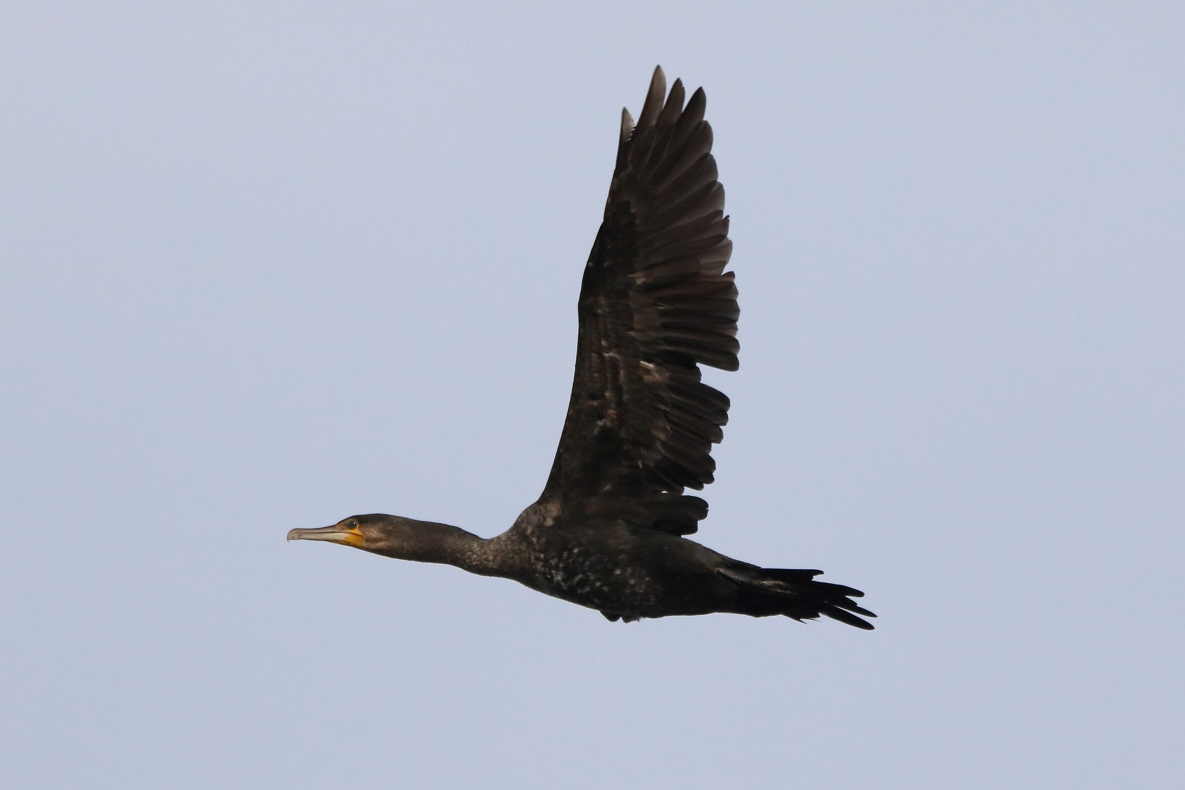 cormorant