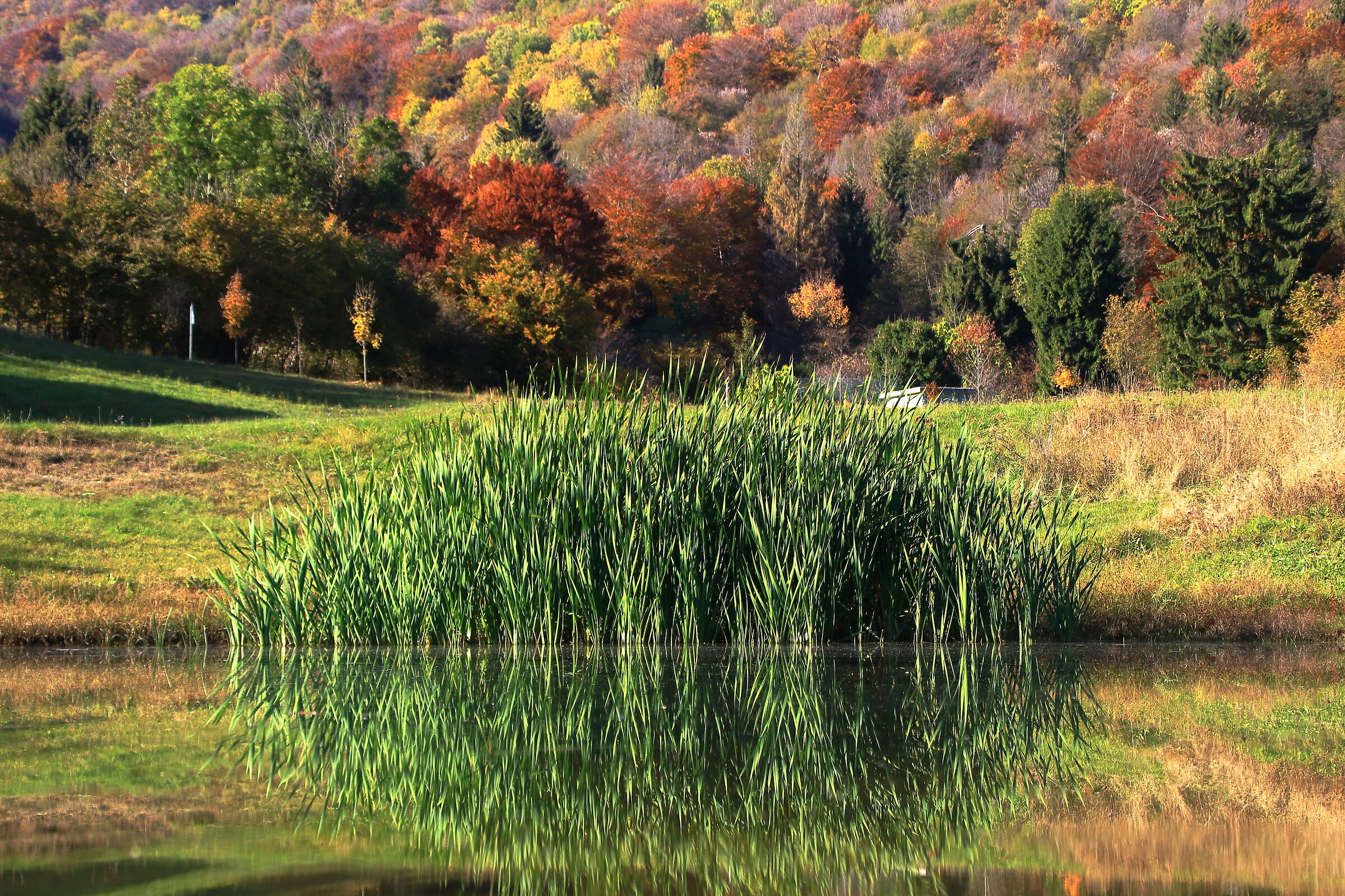 Passeggiando per i boschi di Bione