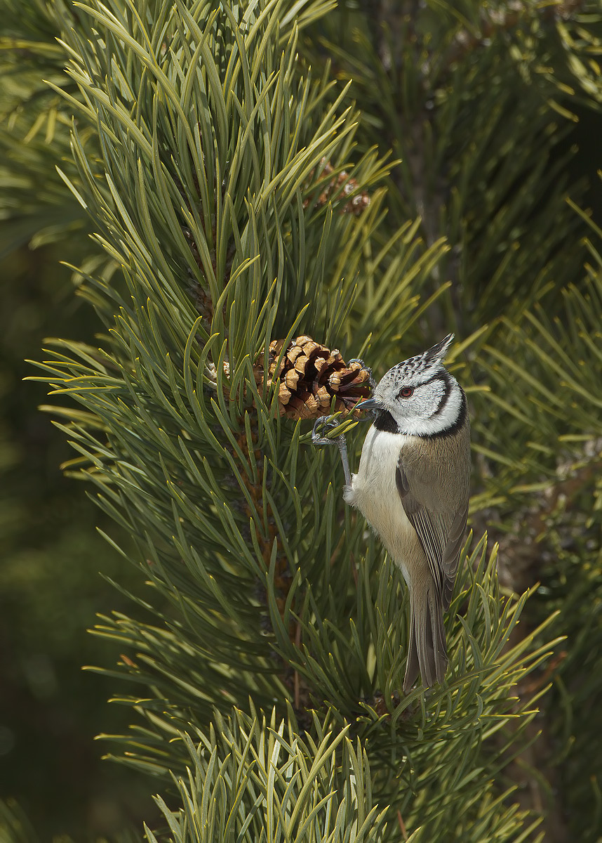 Crested Tit