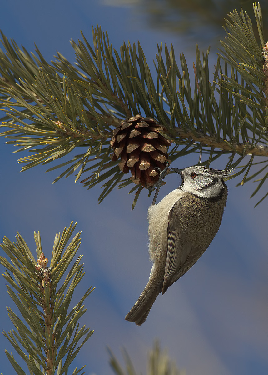 Crested Tit 2