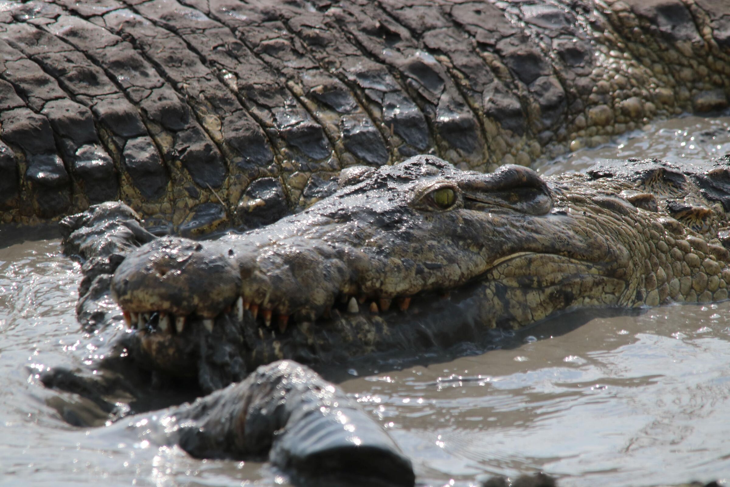 The law of the strongest