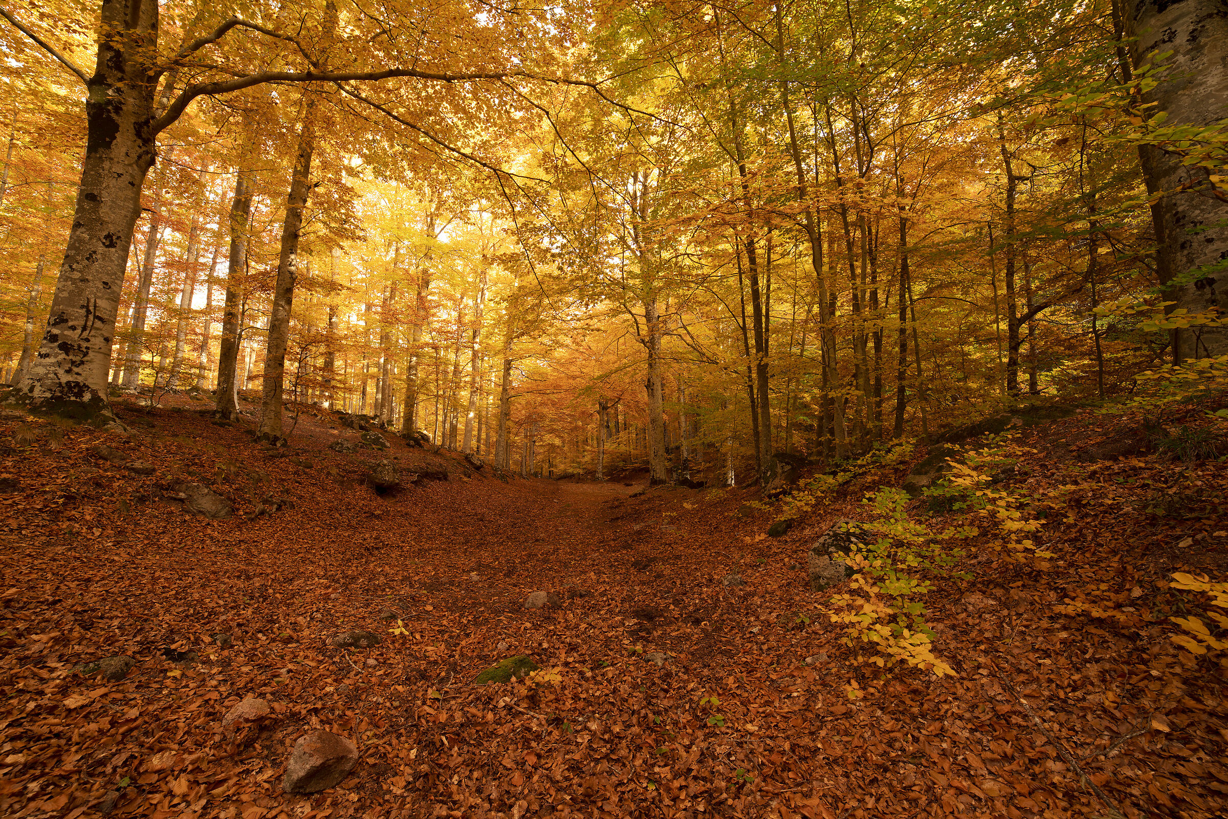 Esplode l'autunno, Monte Amiata