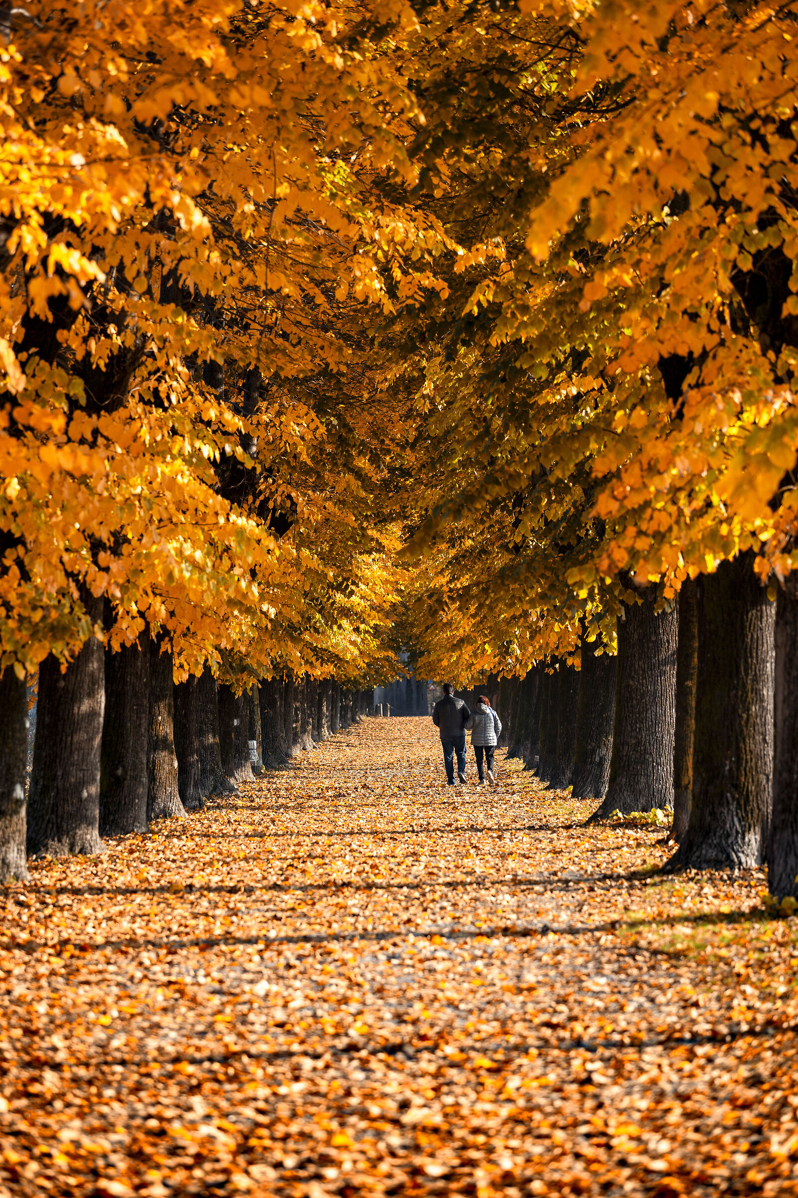 viale d'autunno