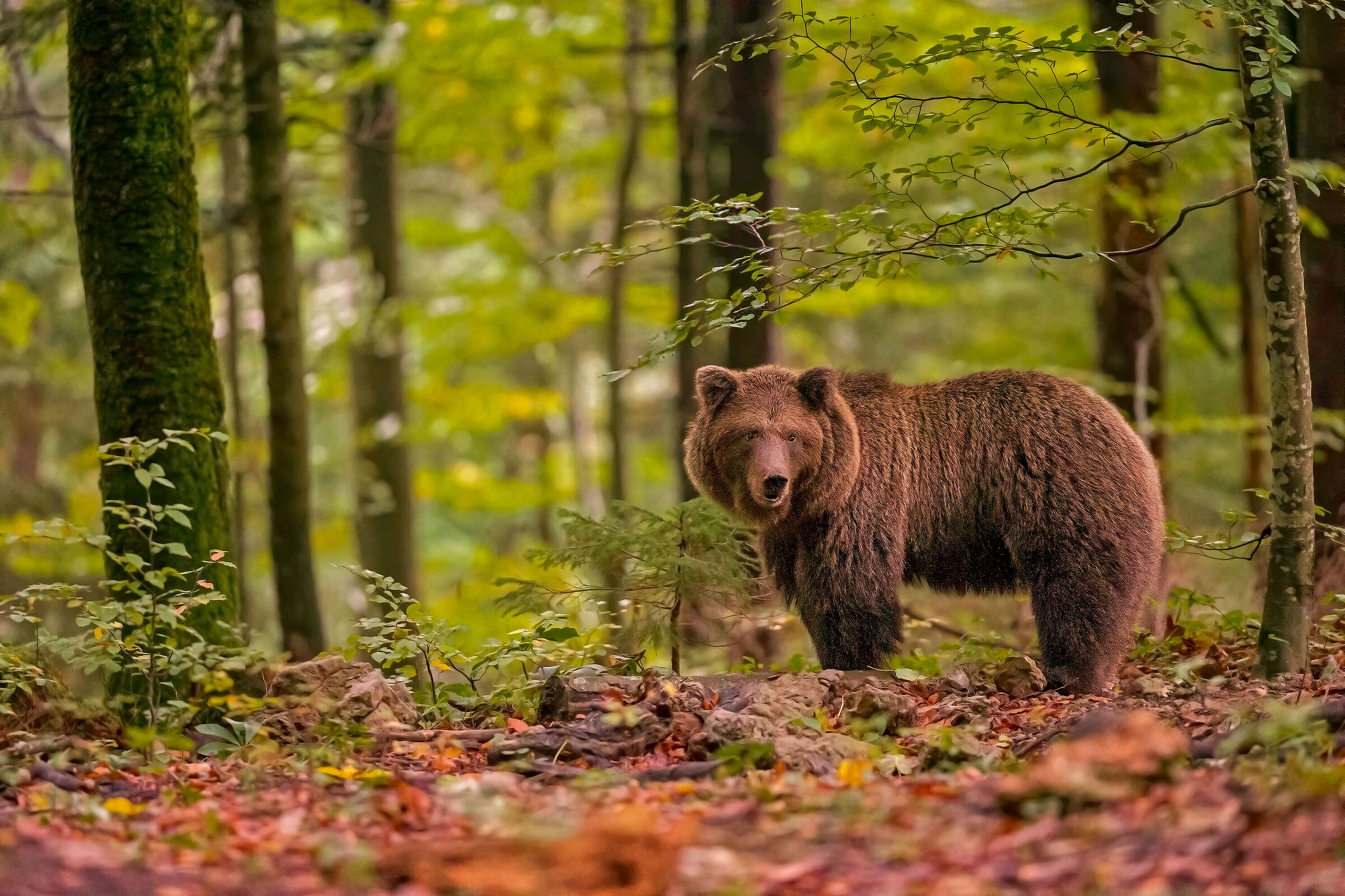 Brown bear