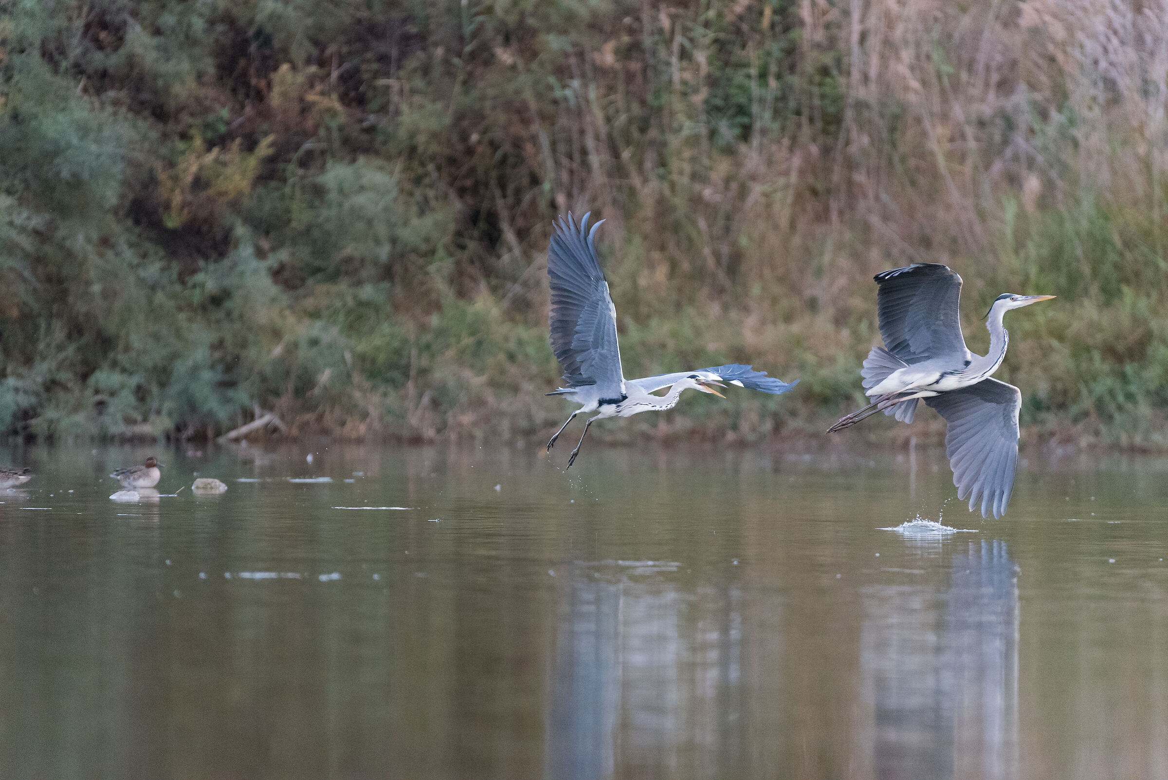 Issues between herons