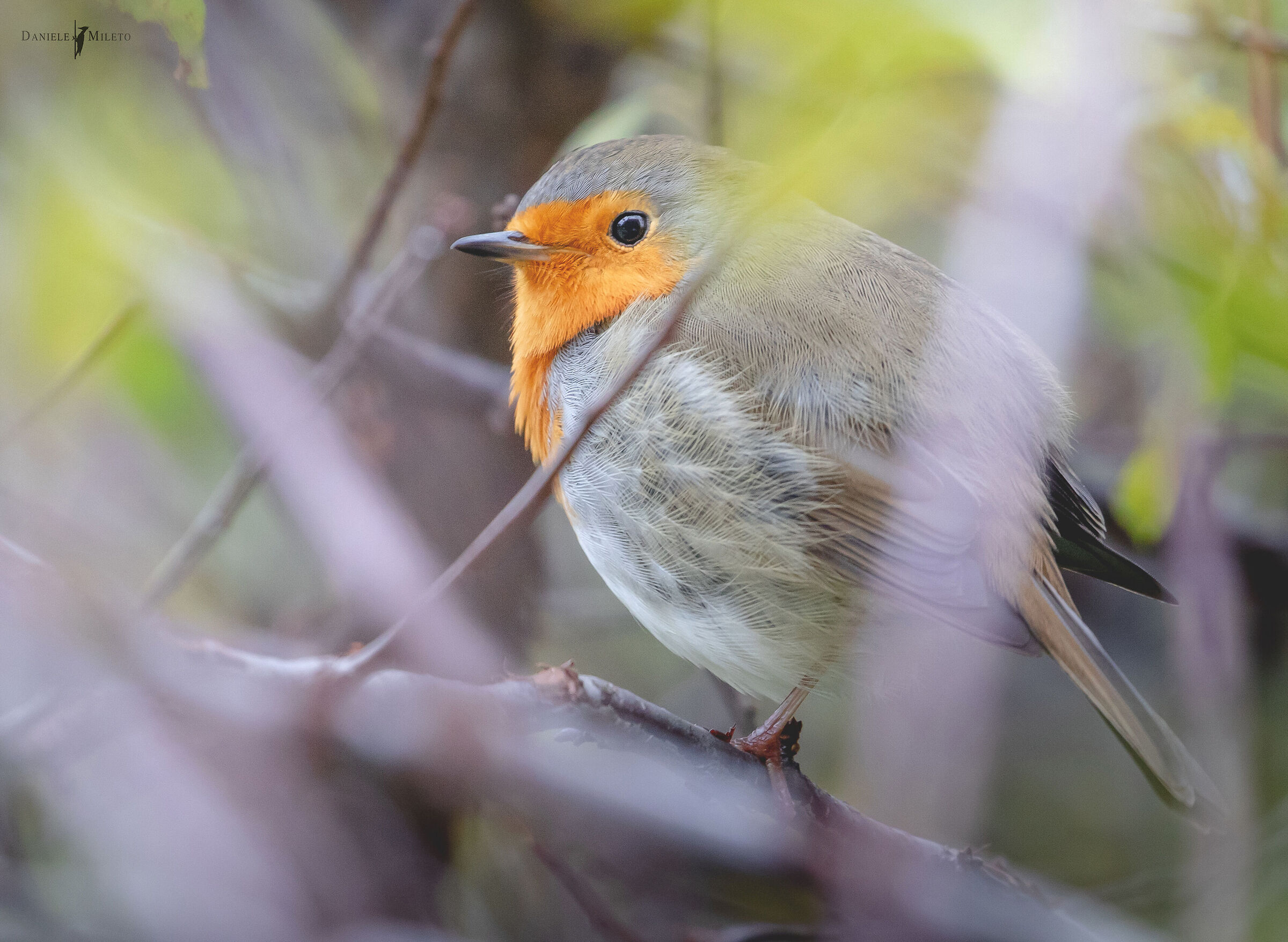 Kinder "robin" egg