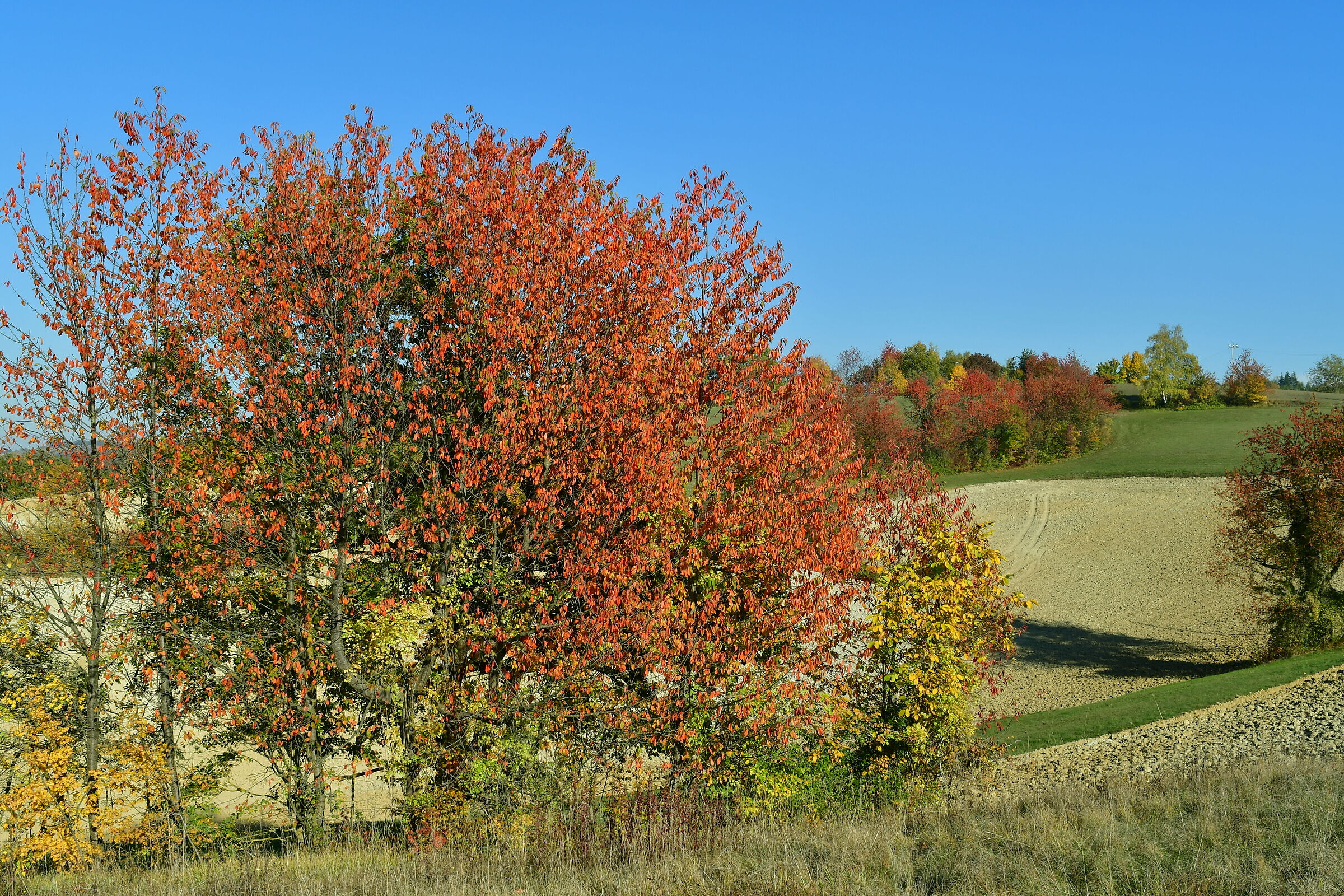 Alta Langa - Piedmont