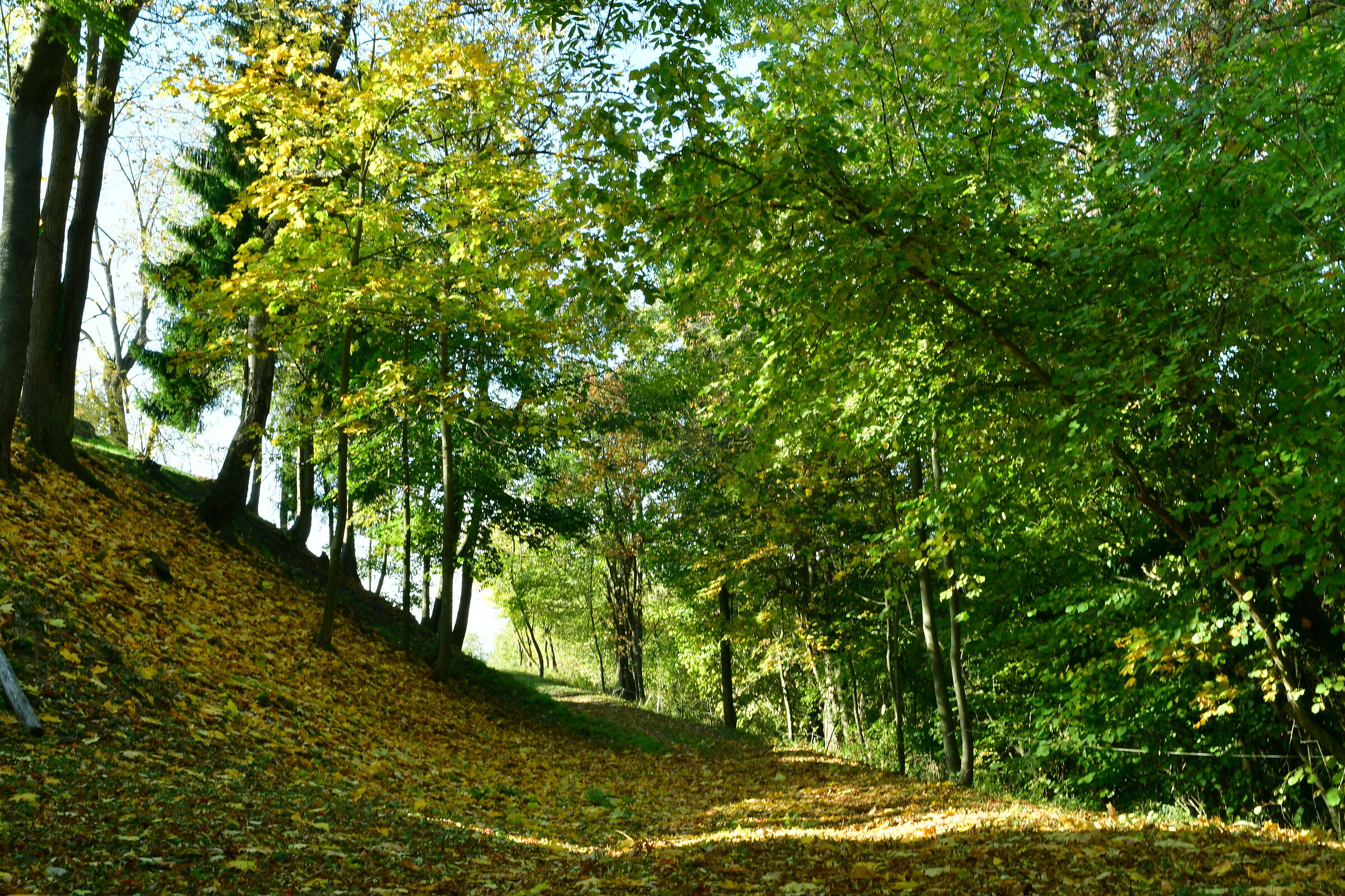 The peace of the forest in Autumn