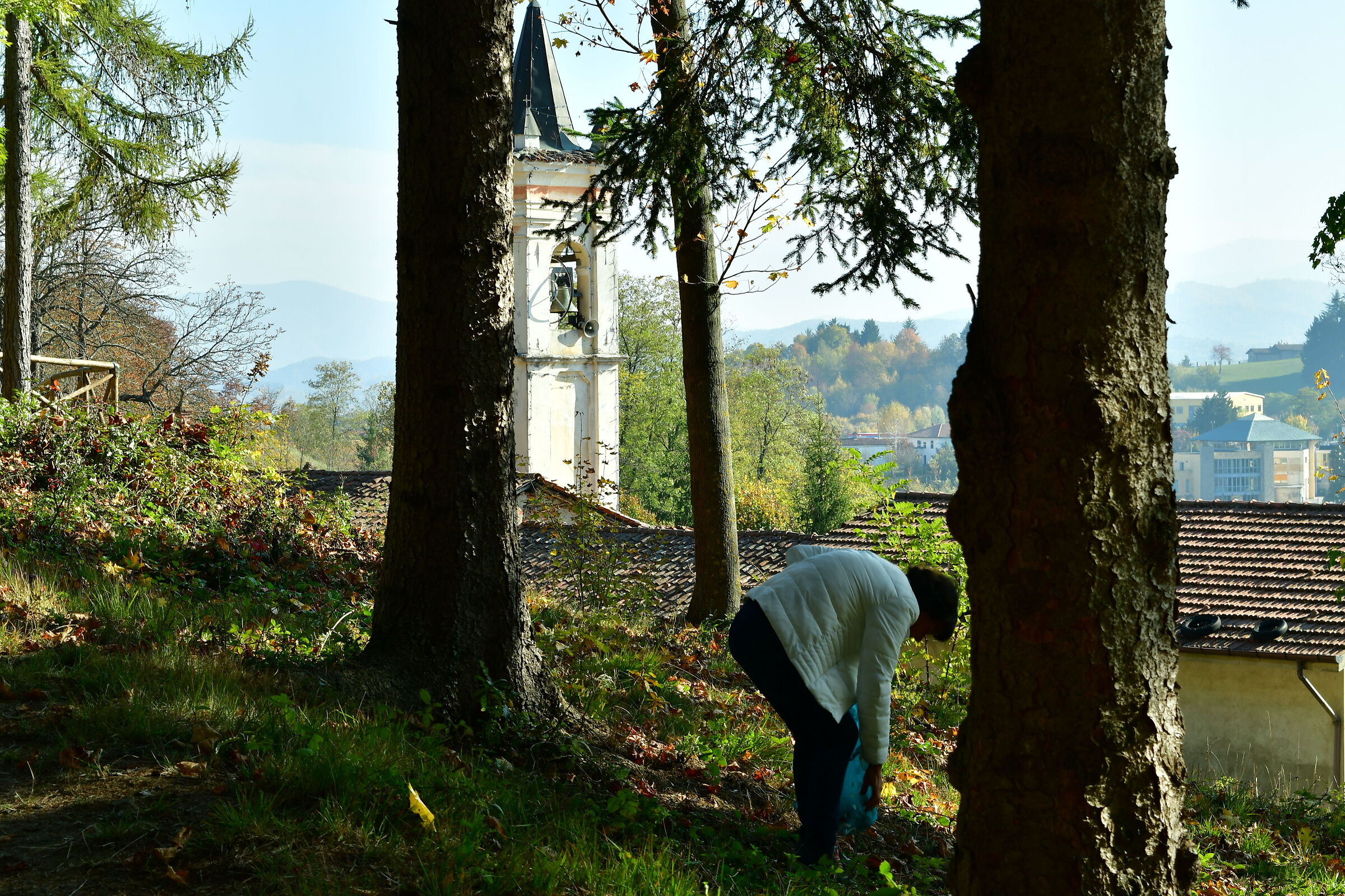 Harvesting pine cones