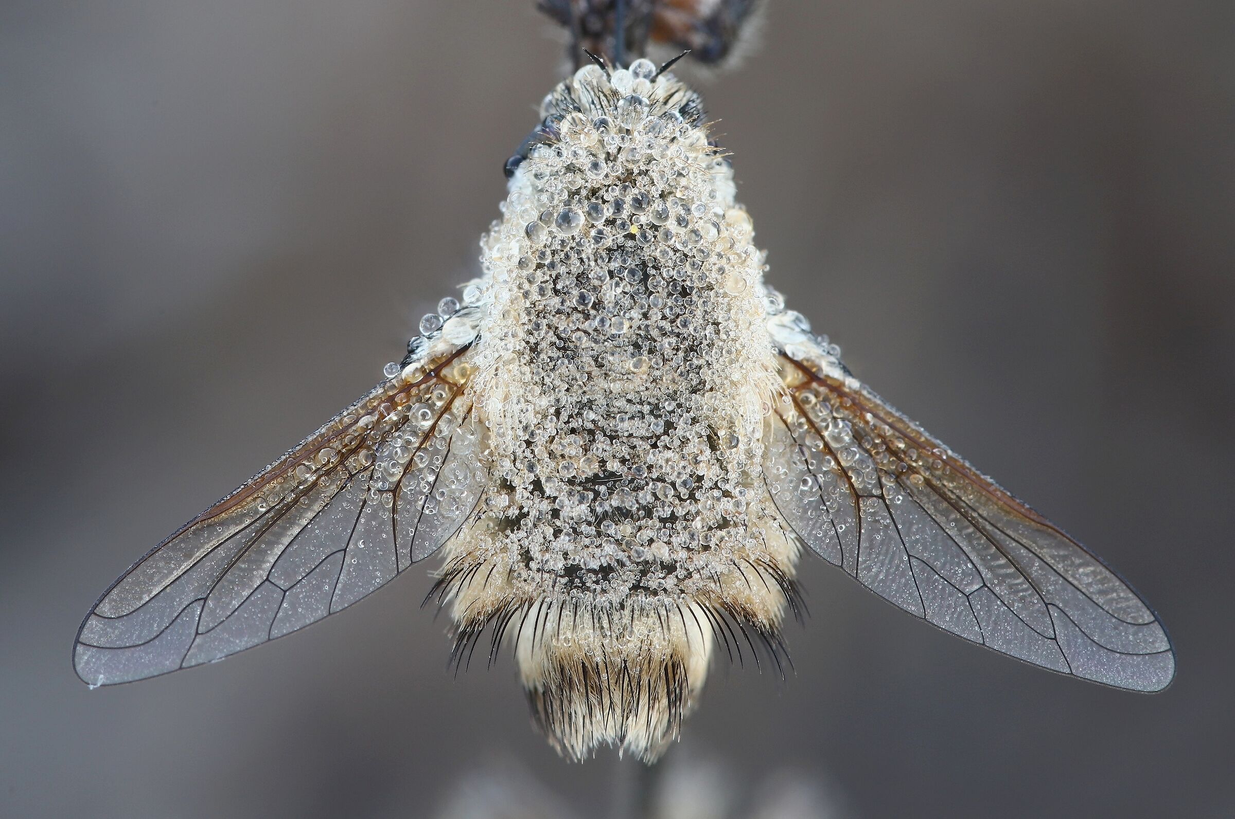 Il tesoro del Bombylius