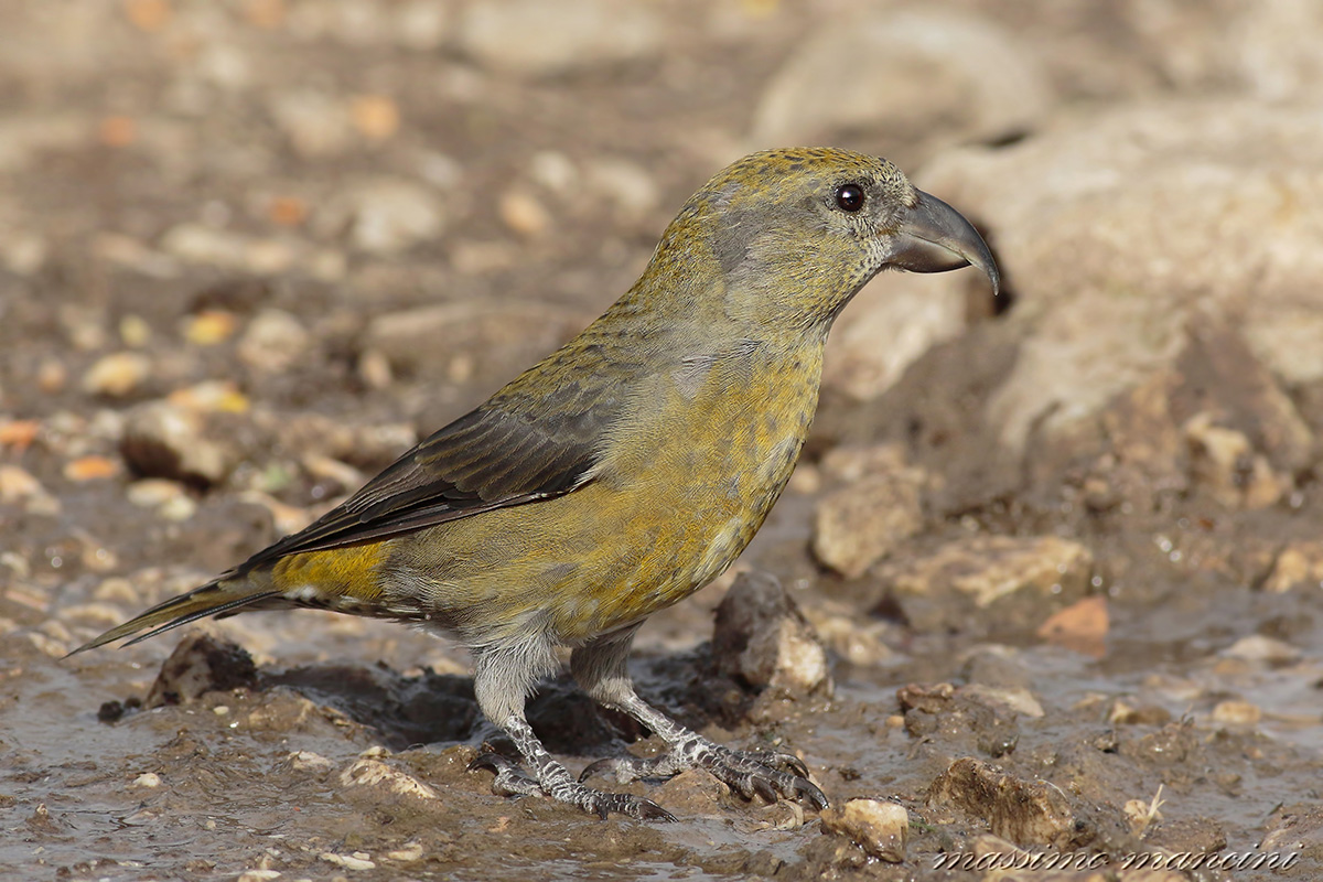 crociere(loxia curvirostra)