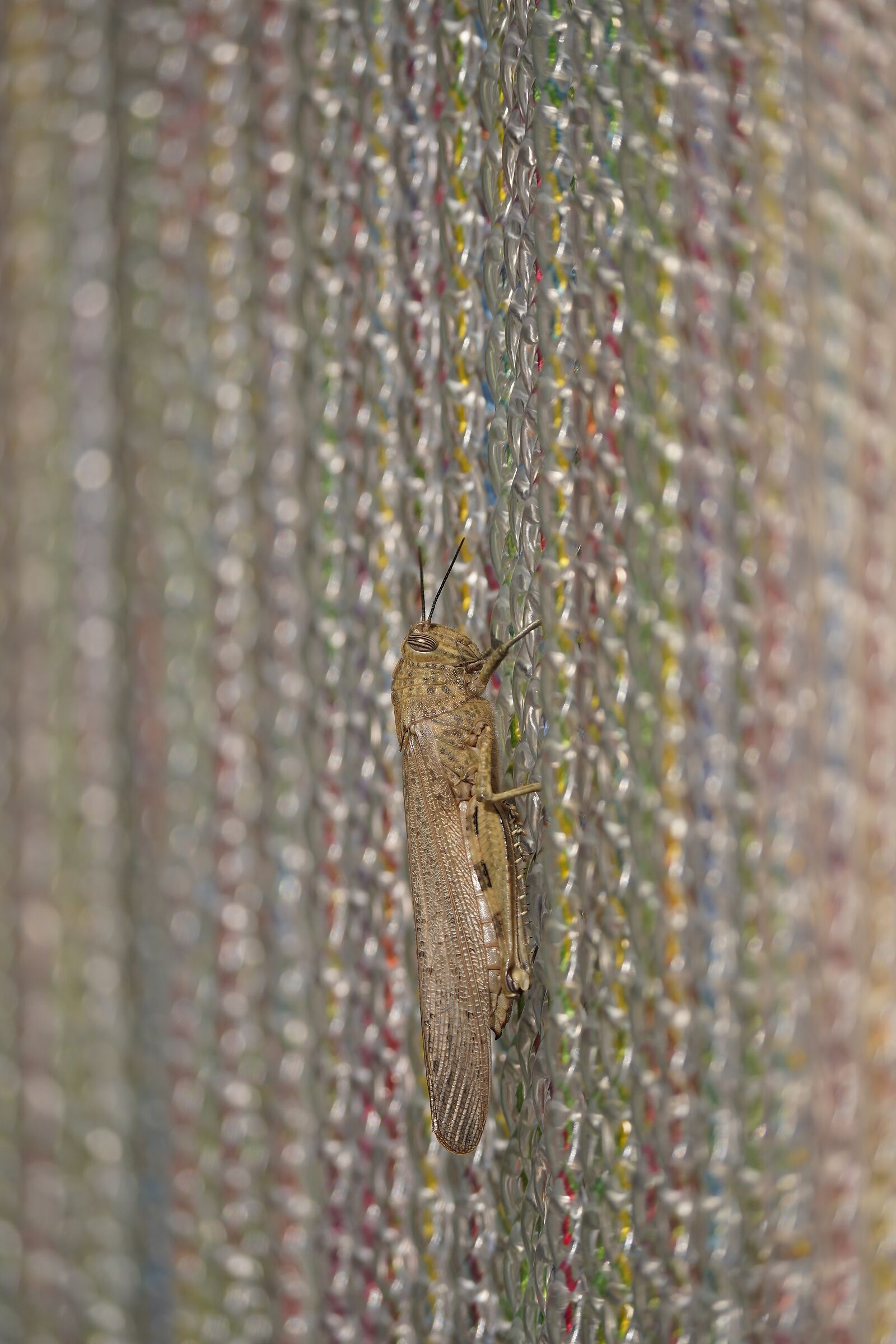 EGYPTIAN LOCUST