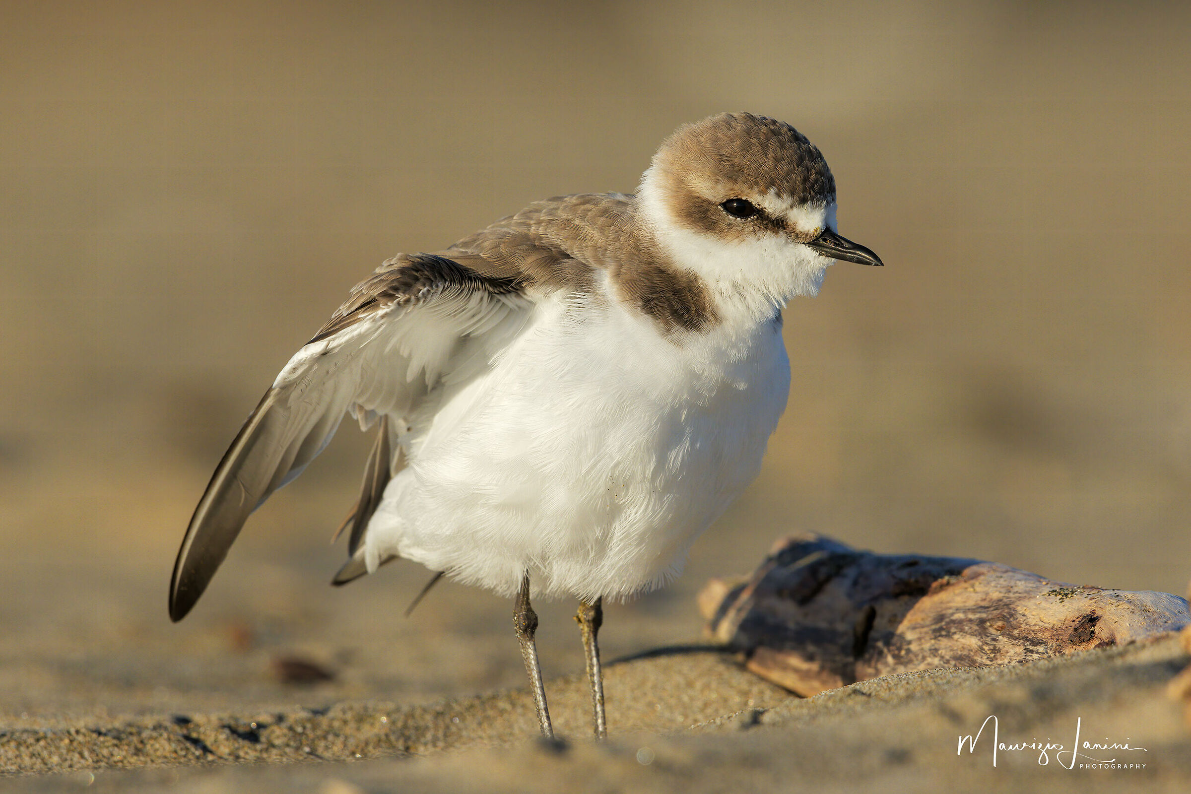Fratino alle prime luci
