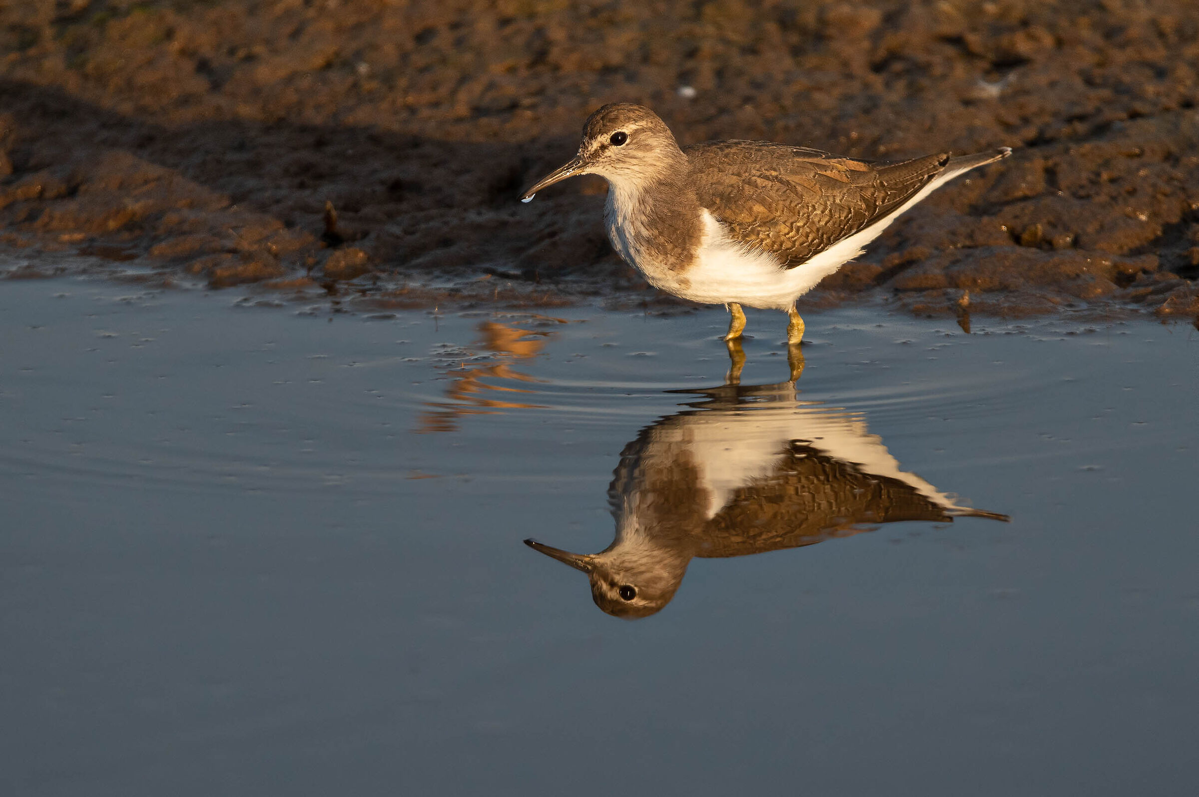 Curlew sandpiper