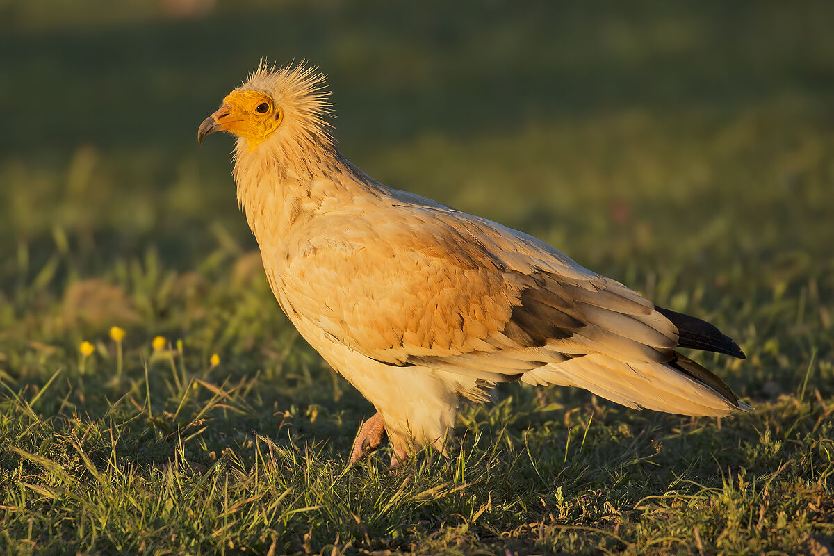 White scavenger vulture