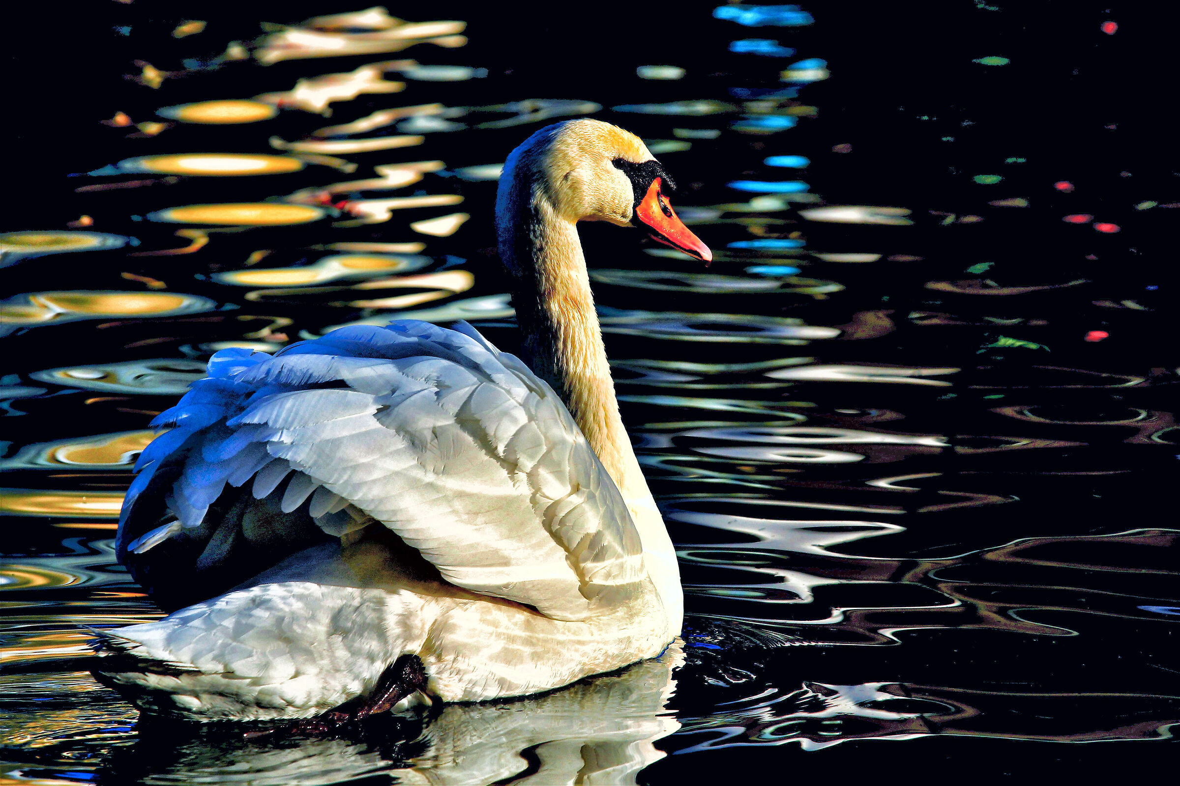 feathers and reflections