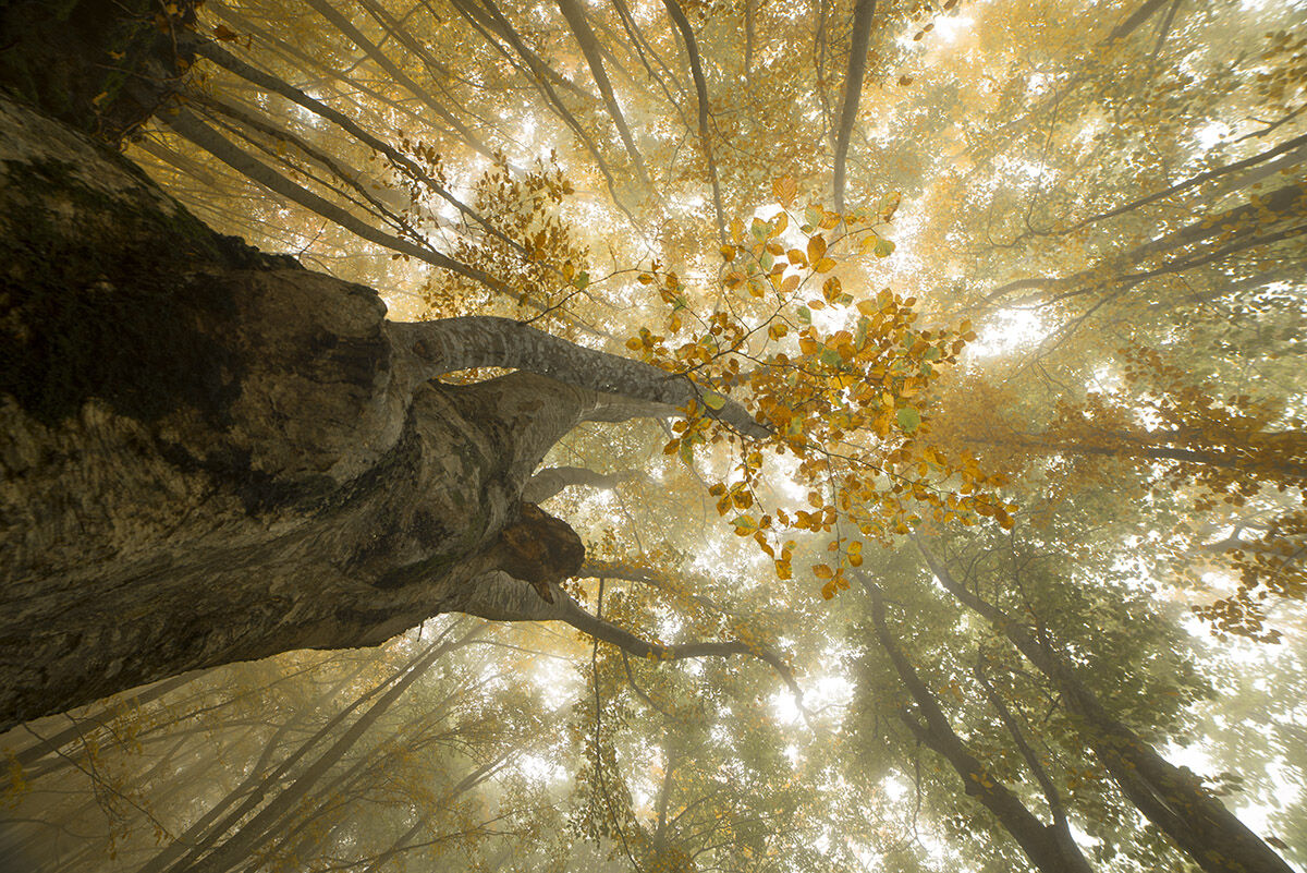 Segni e sogni d'autunno