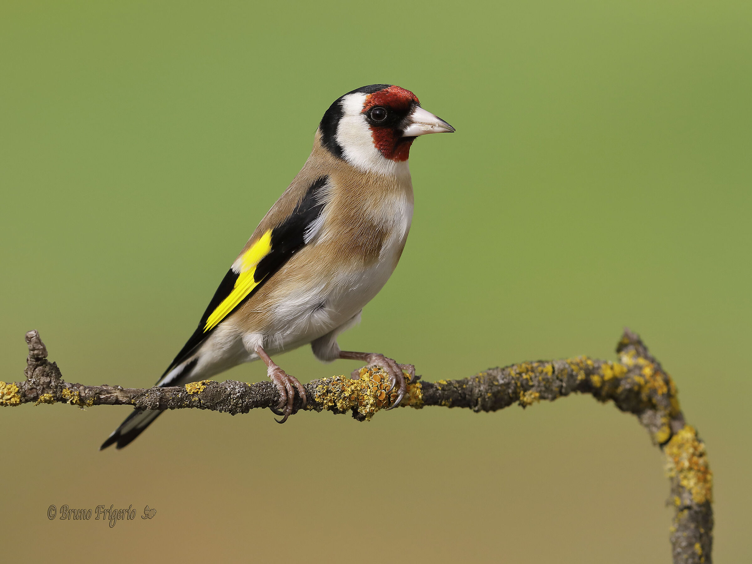 goldfinch