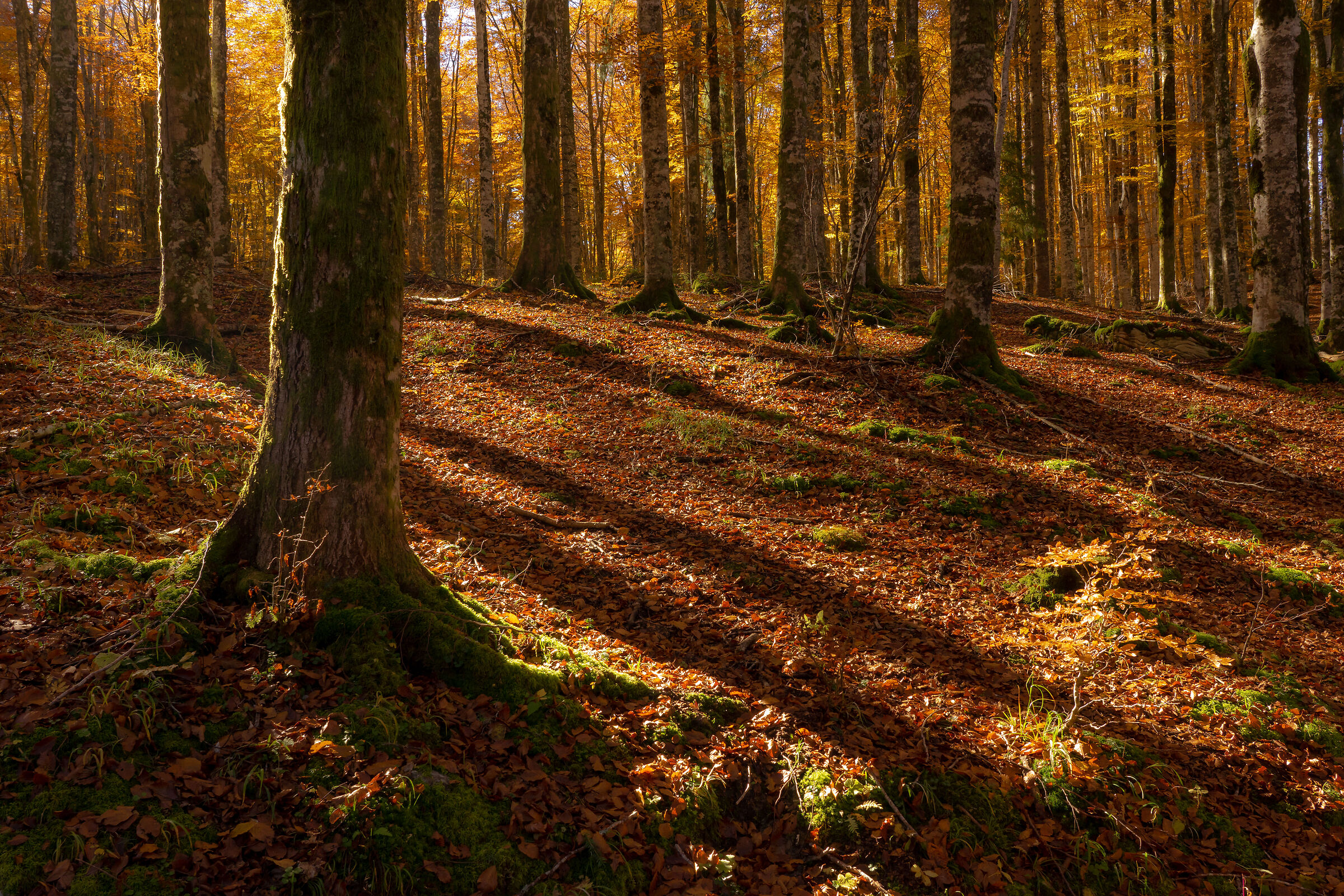 Faggi tra ombre e luci