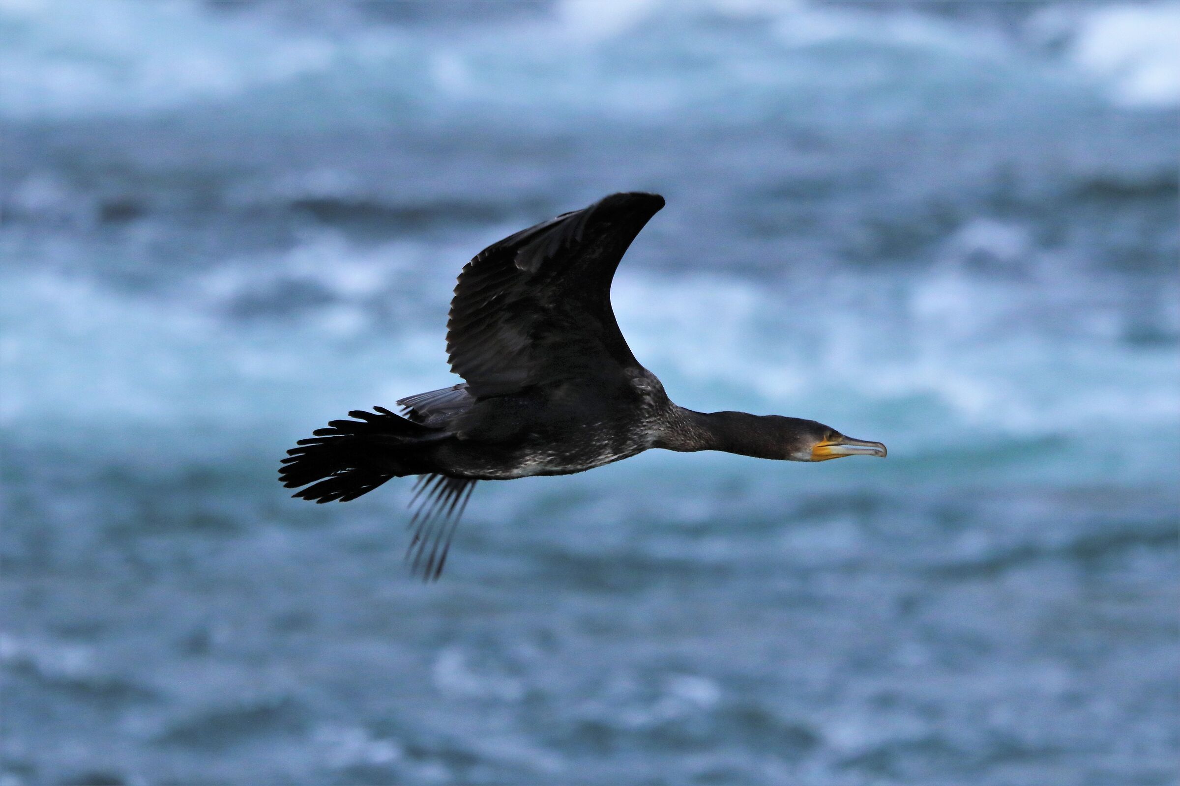 cormorant