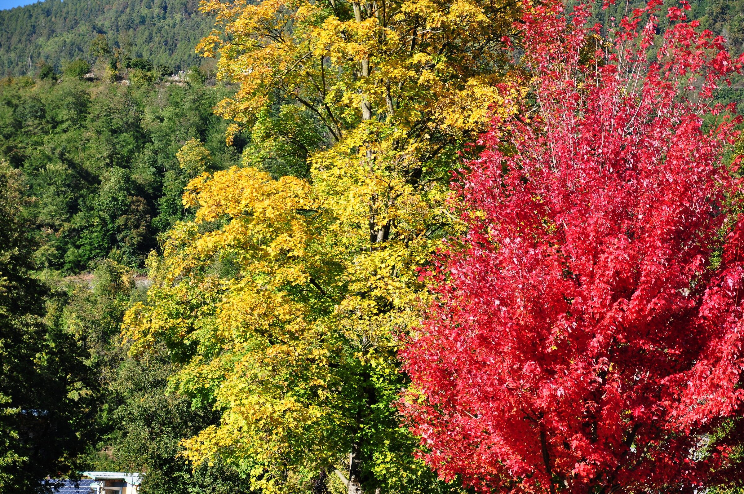 Trittico di colori