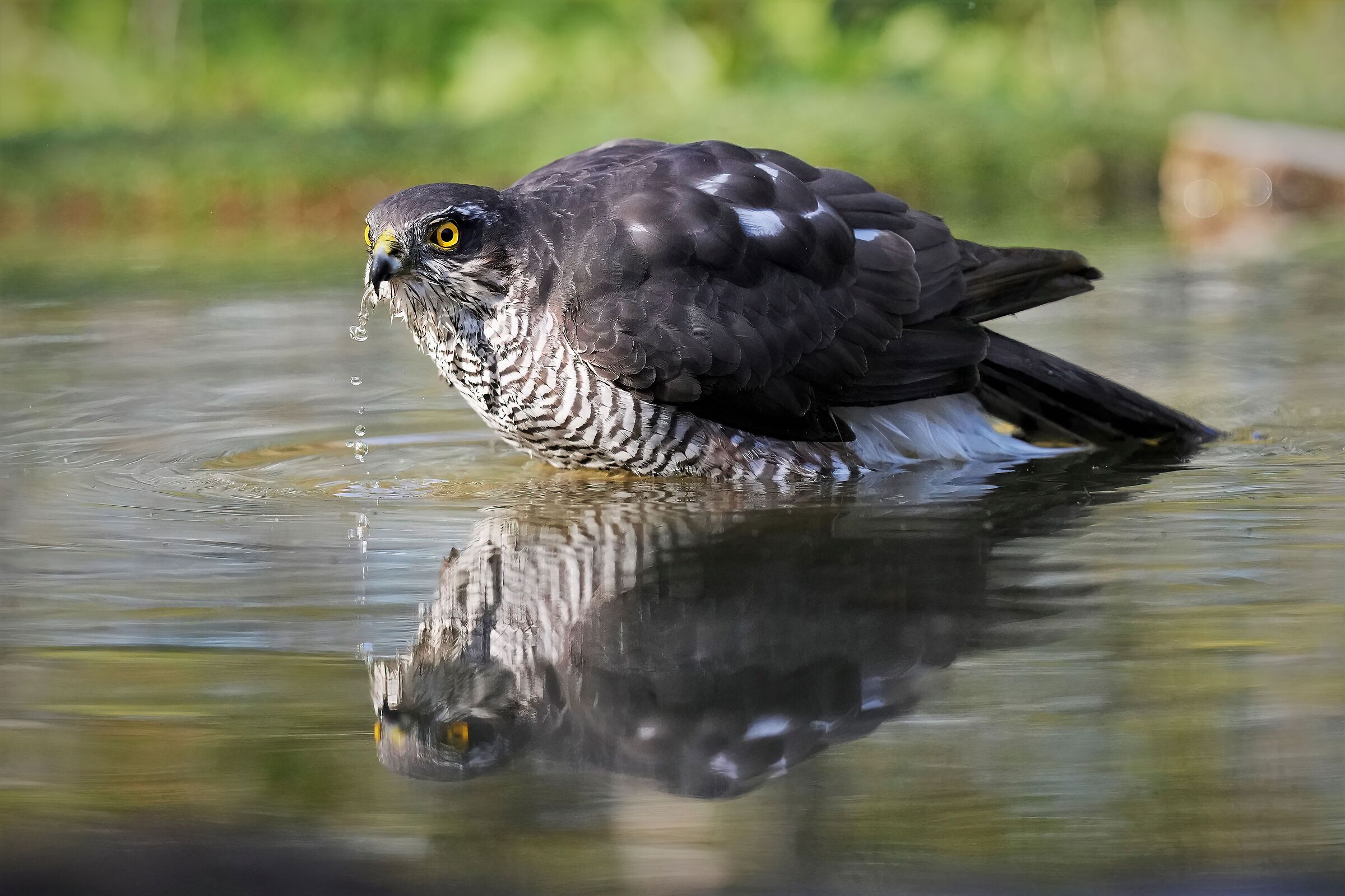 sparrowhawk