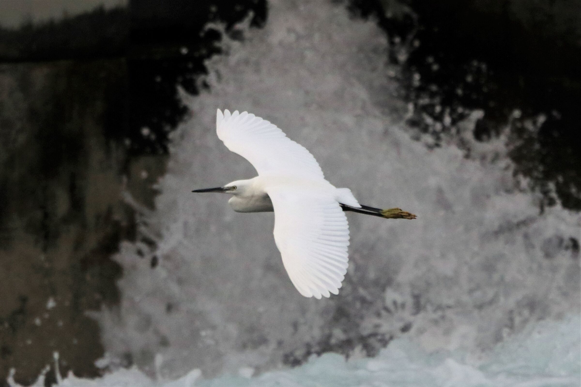 egret