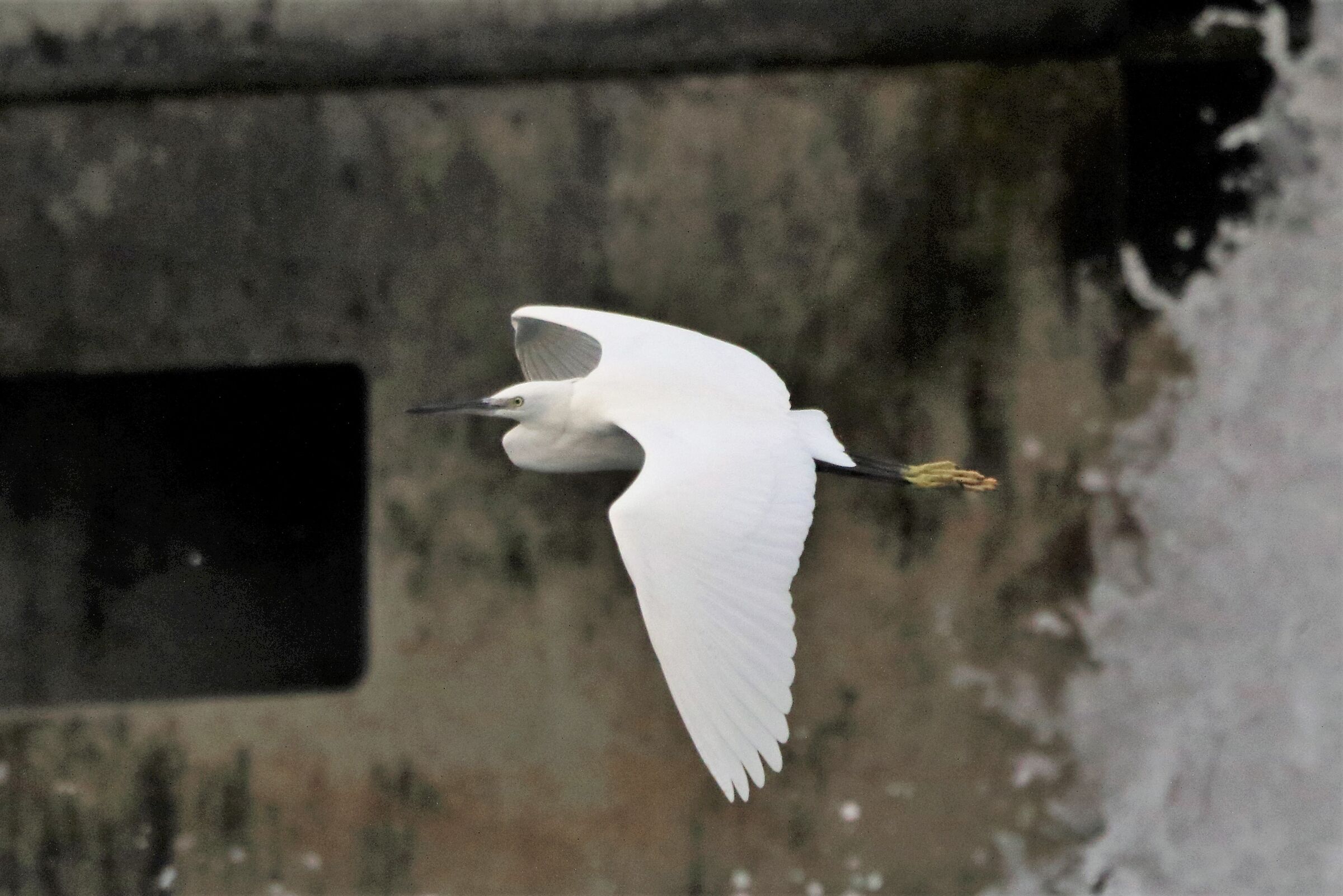 egret