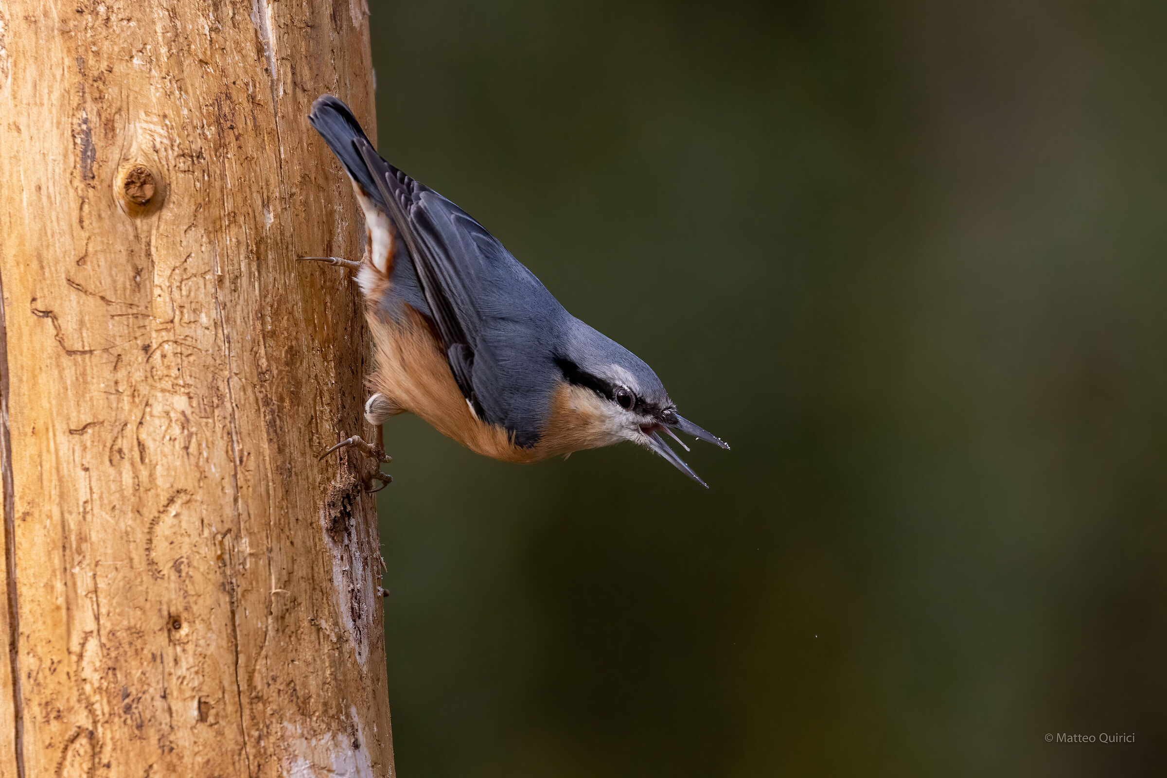 Wood nuthatch
