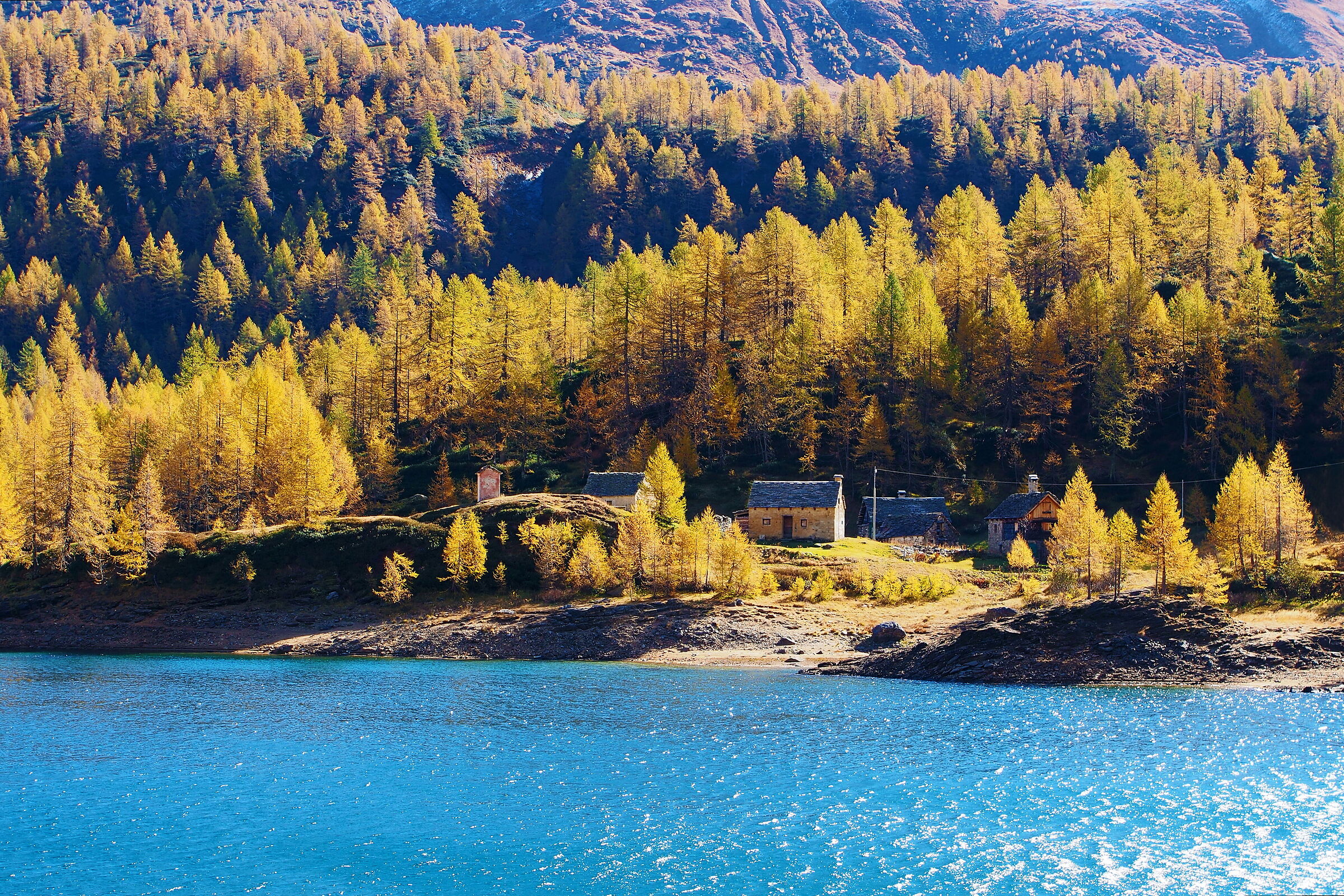 The larch trees of Codelago