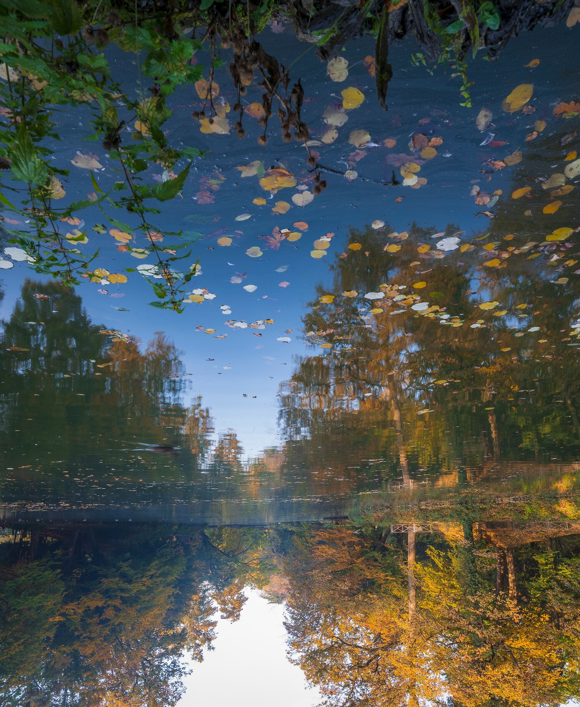 An upside-down autumn