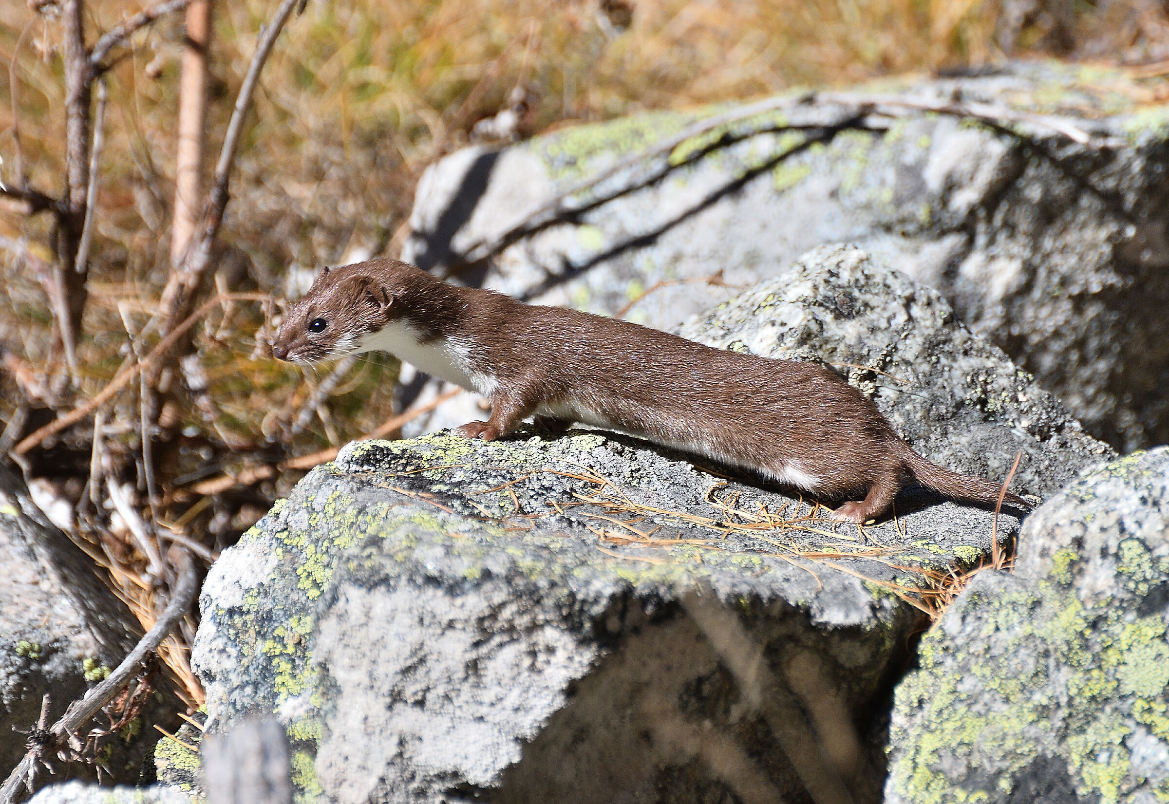 Weasel..