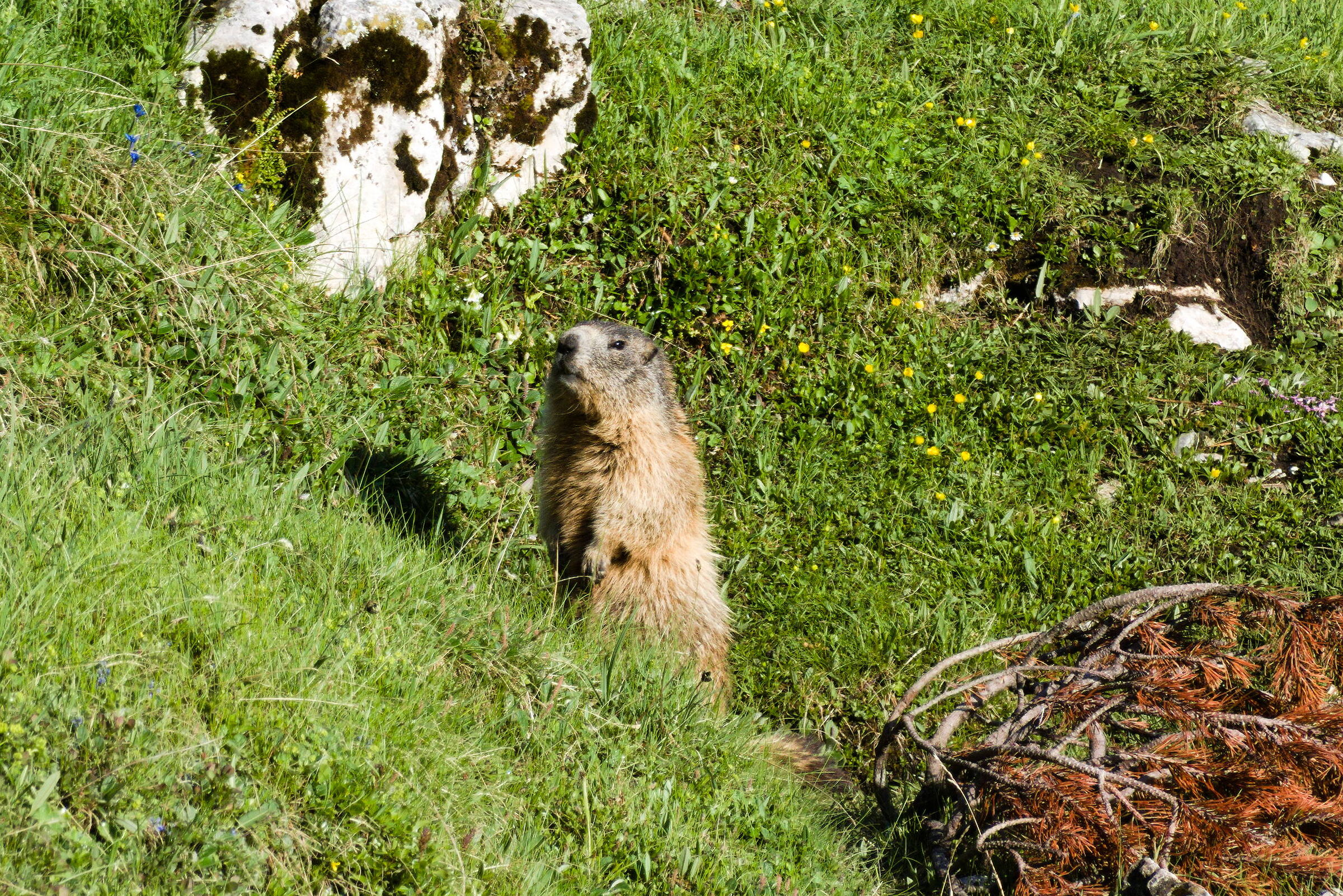 Marmot