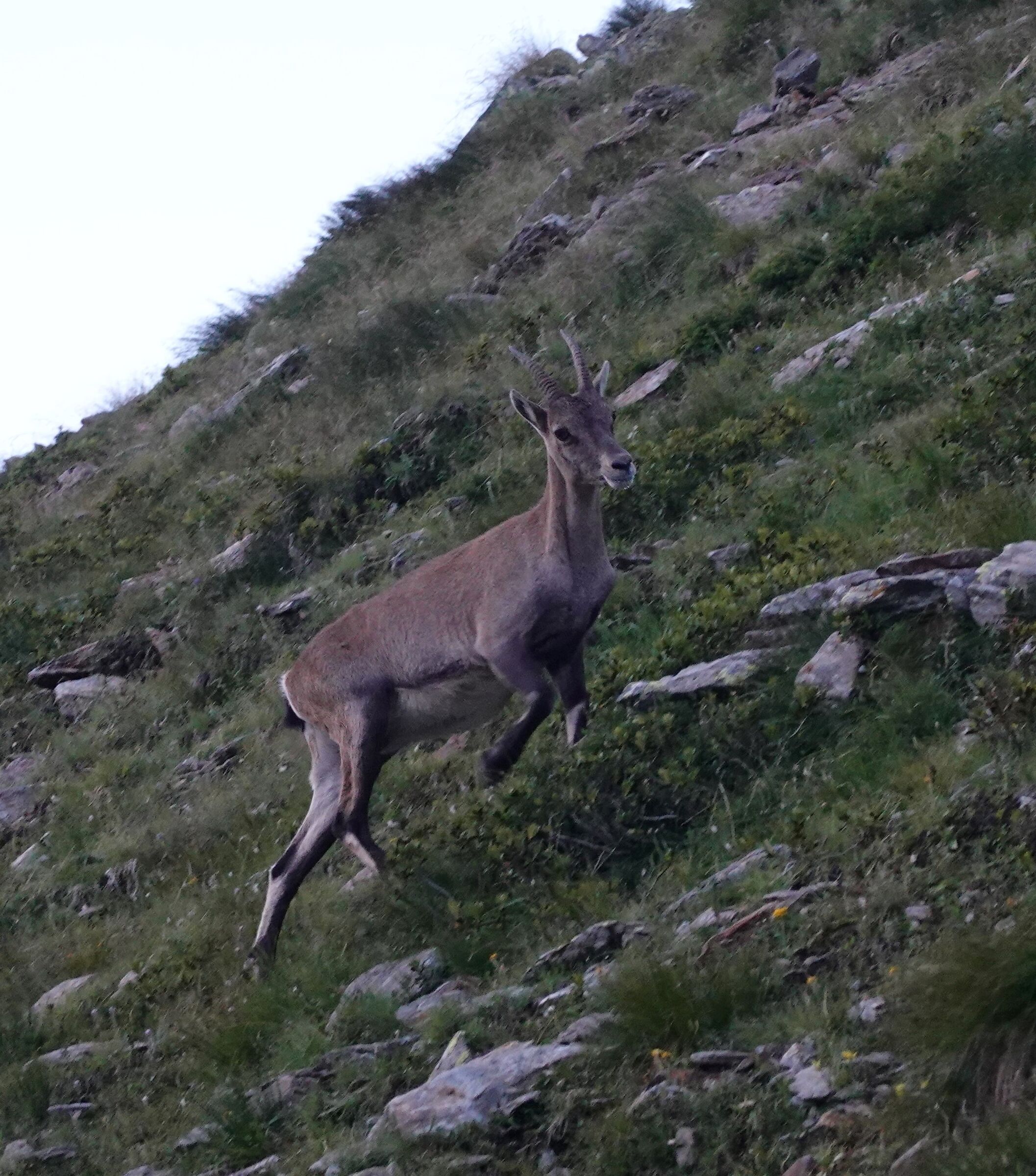 Ibex