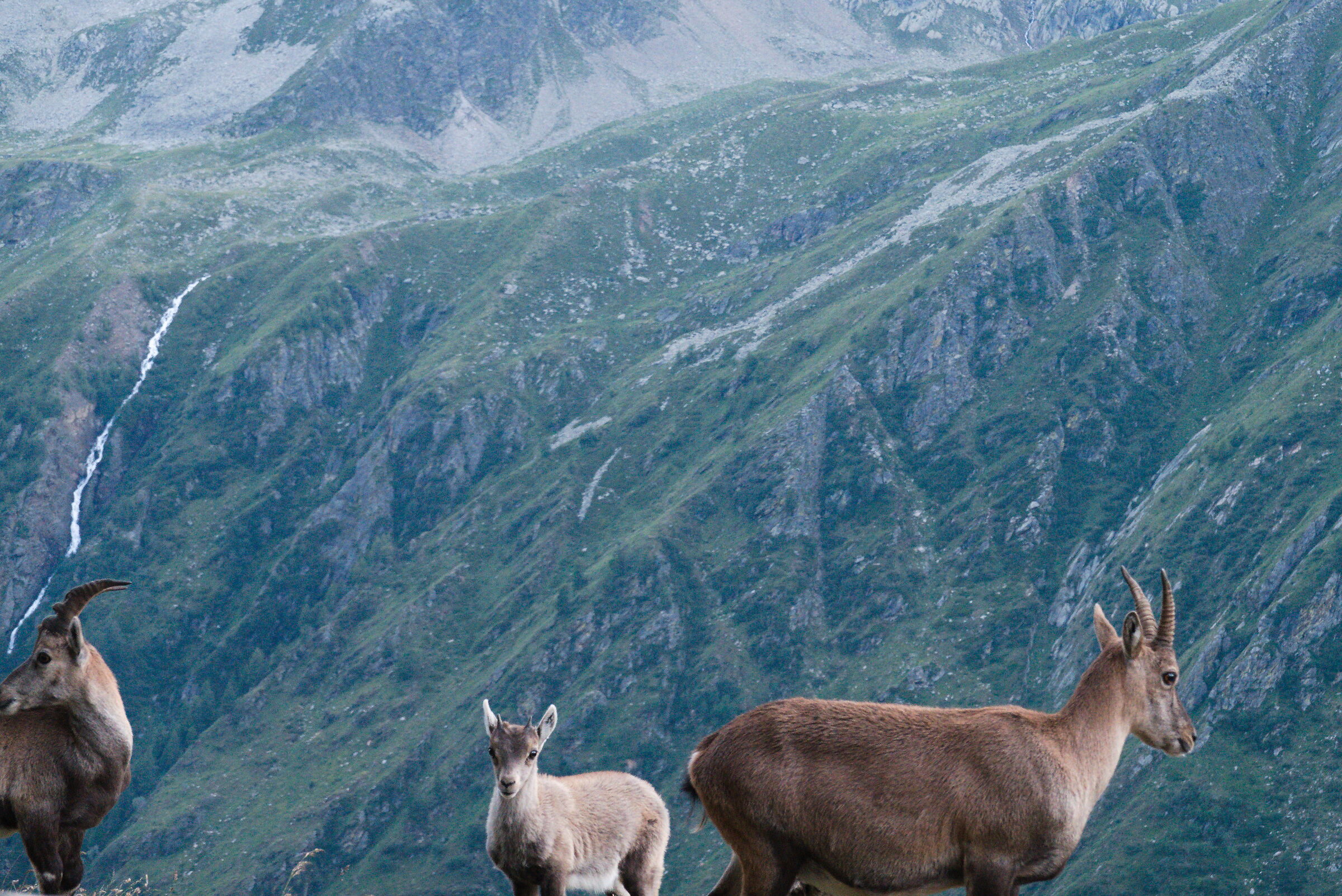 Ibex Family